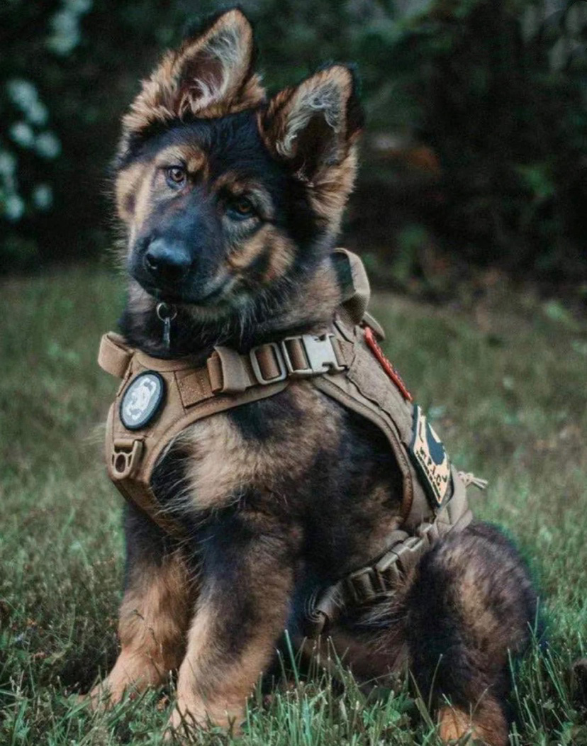 我理想中的德牧警犬帅气的样子