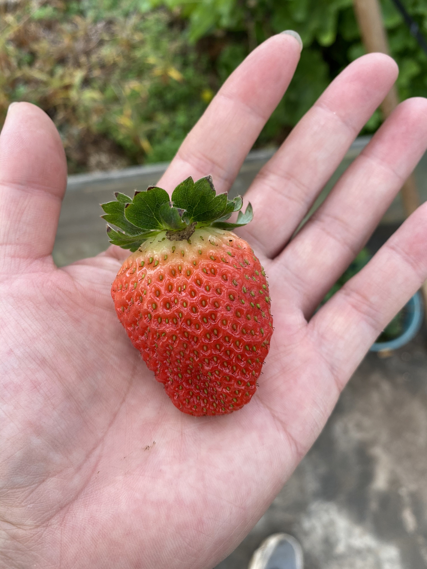 黔莓草莓品种图片