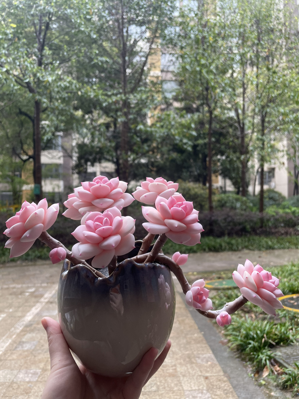 多肉白茶下雨天的美