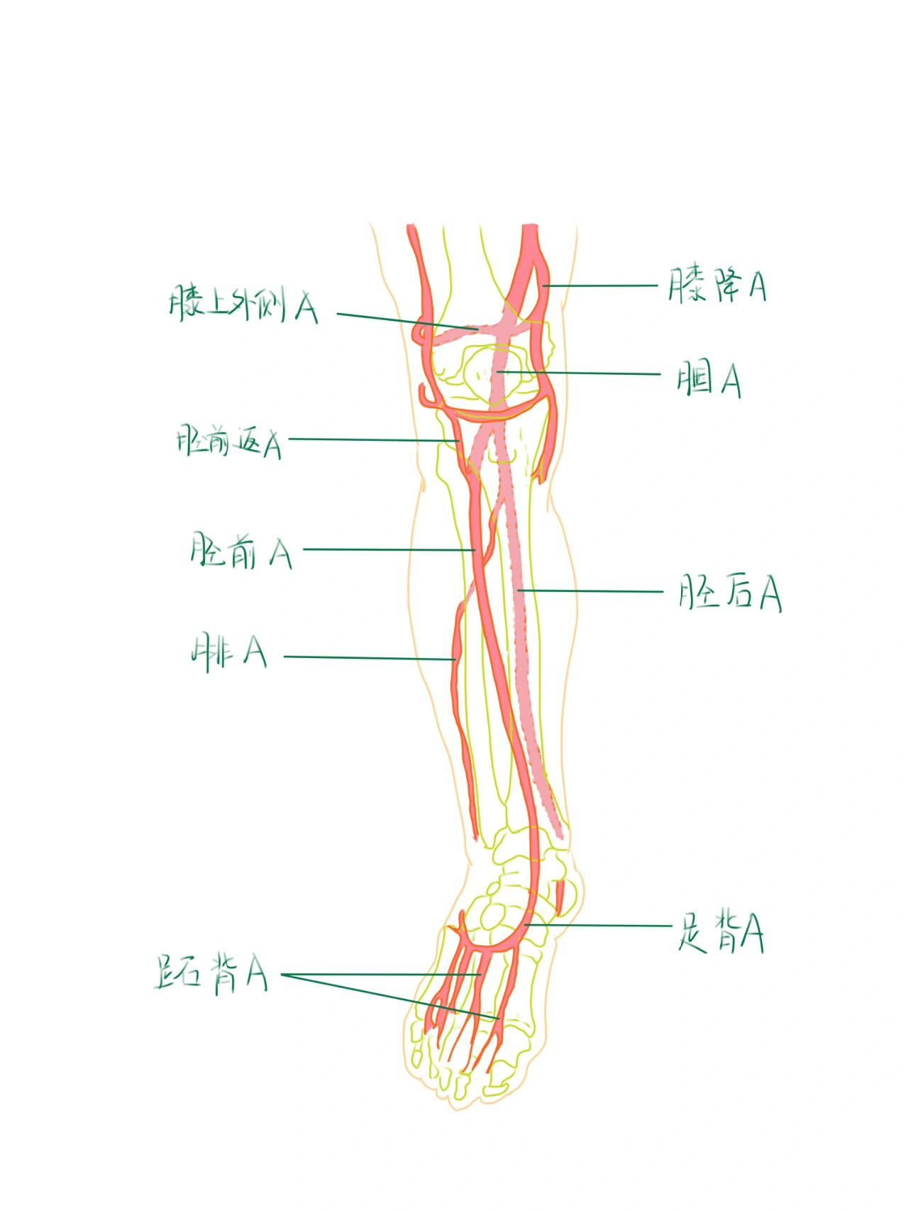 下肢动脉位置图片