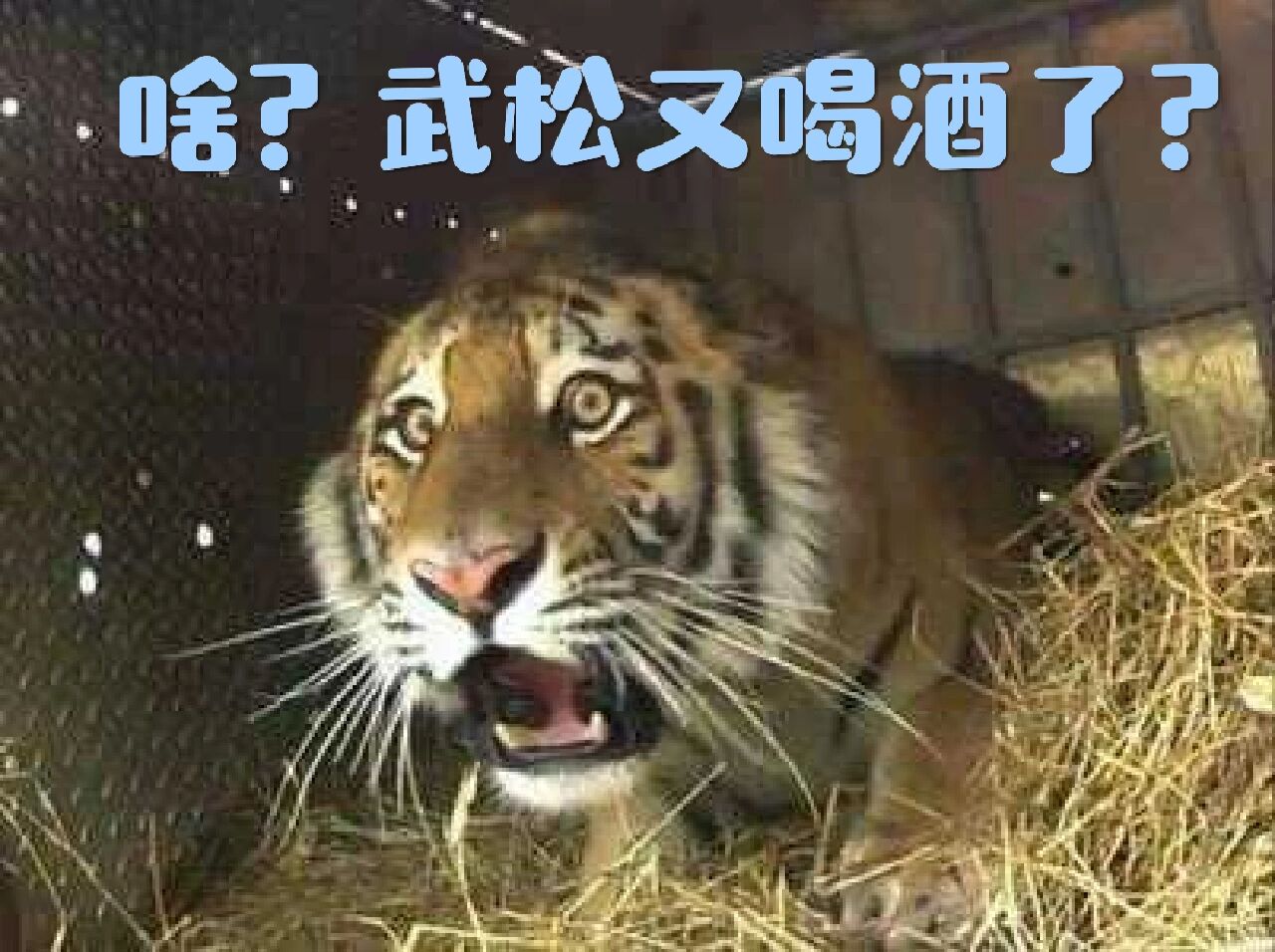 老虎沙雕表情包