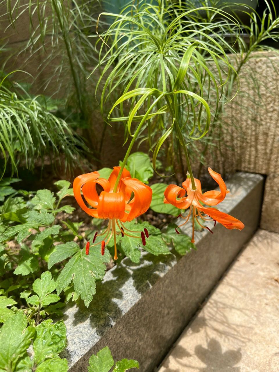 食用兰州百合开花 去年春末种下的三头菜市场买来的食用兰州百合,发了