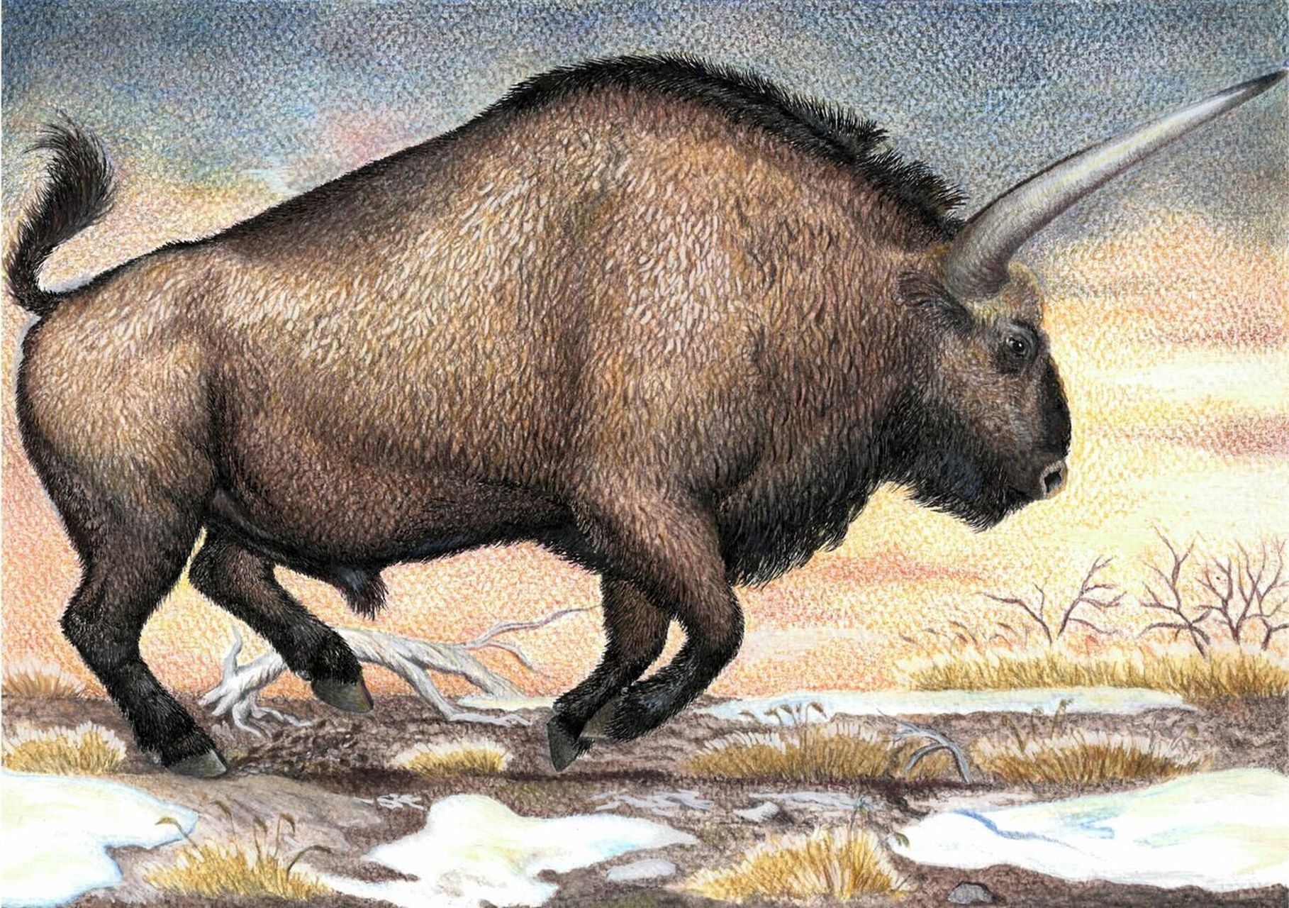 长角野牛与北美野牛一样,属于冰河时代新兴的牛科,牛亚科动物,也同为