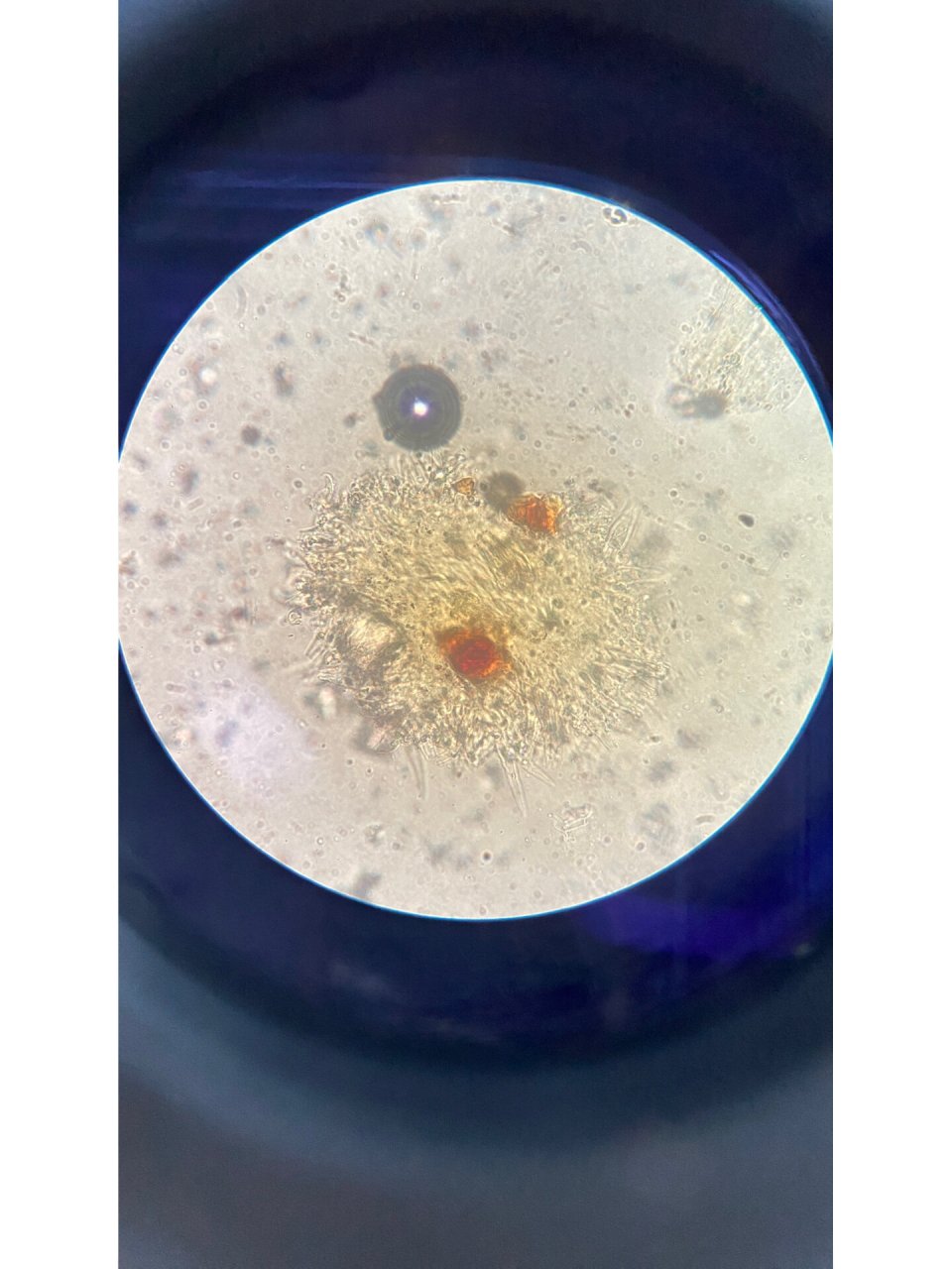 中药红花的显微特征 1,花柱碎片 2,花粉粒 3,分泌细胞