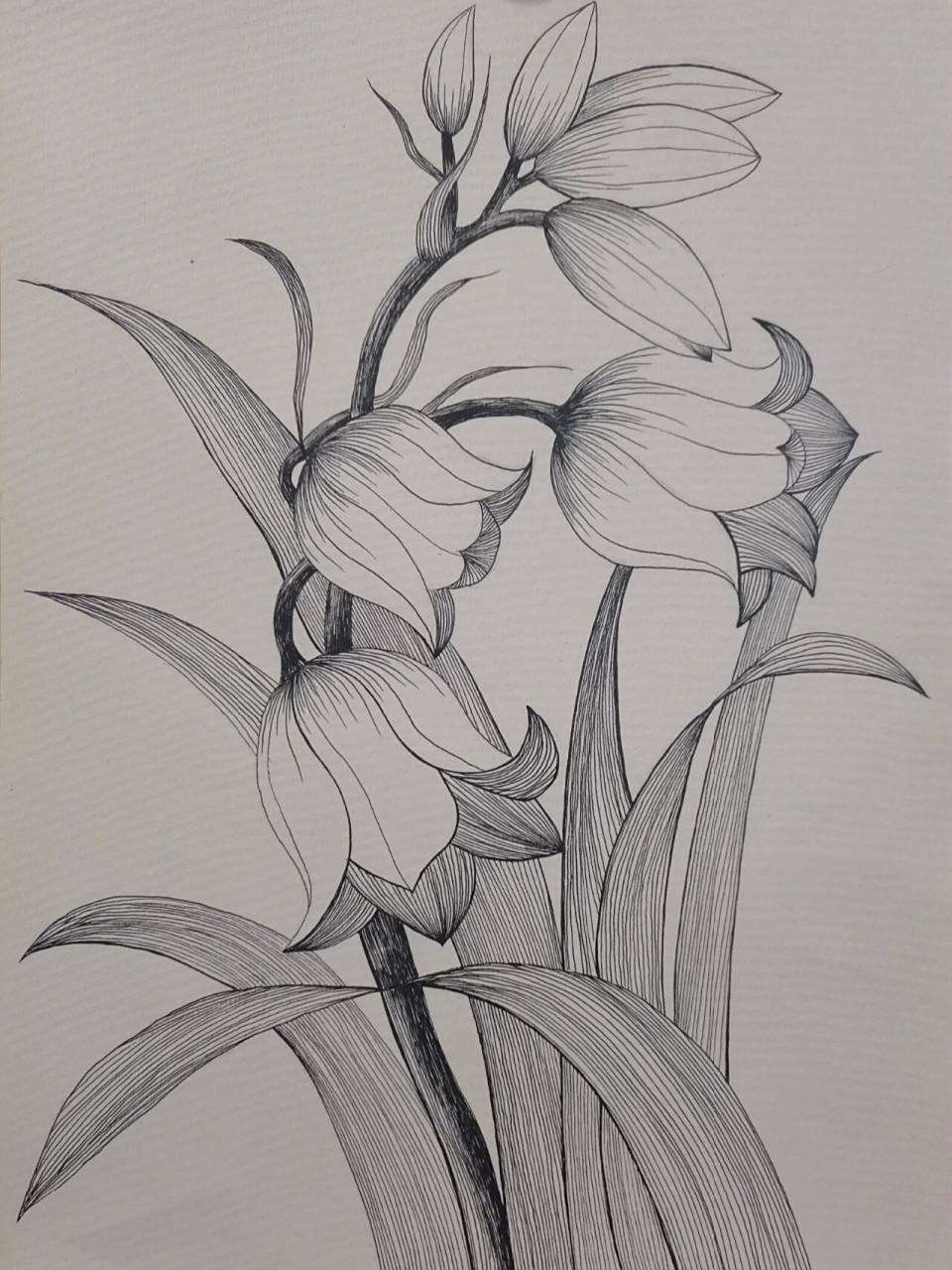 线描画 更了更了!