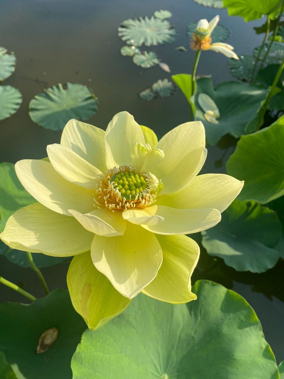 确实是很好看这款黄绿色的荷花 这款荷花叫金陵凝翠 大花型荷花 送你