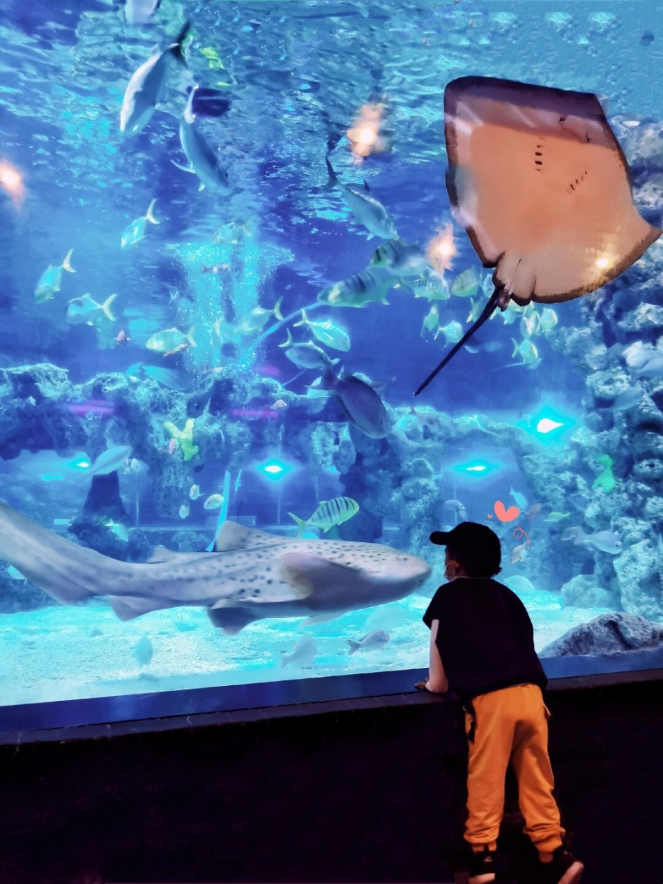 【杭州海底世界】周末独自轻松溜娃攻略～ 景点地址:杭州市上城区南山