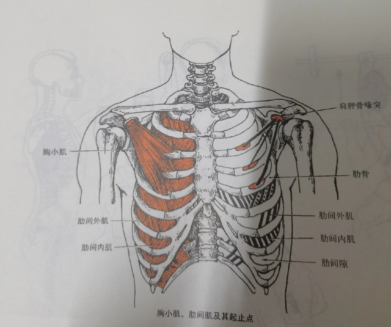 胸小肌止点图片