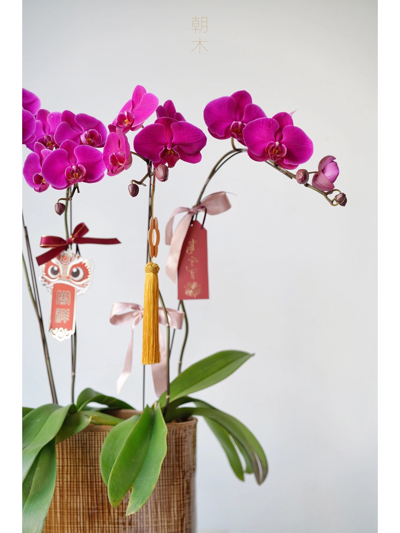 年宵花|蝴蝶兰 火凤凰 新年盆栽 𝟐𝟎𝟐𝟐年宵花【蝴蝶兰】售