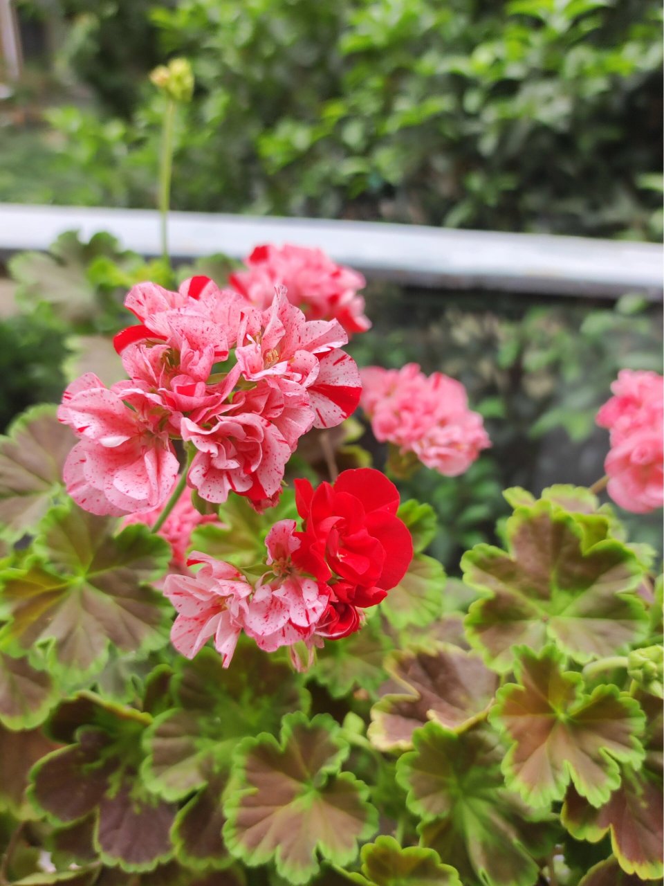 丁塔玛拉 强烈推荐的天竺葵品种,花叶俱美.