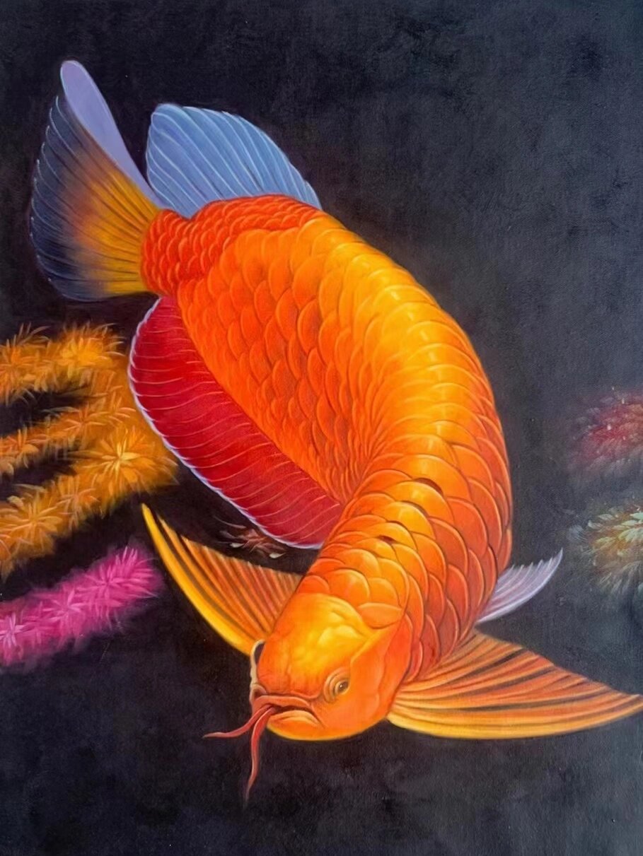 金龙鱼 红红火火 金玉满堂 连年有余