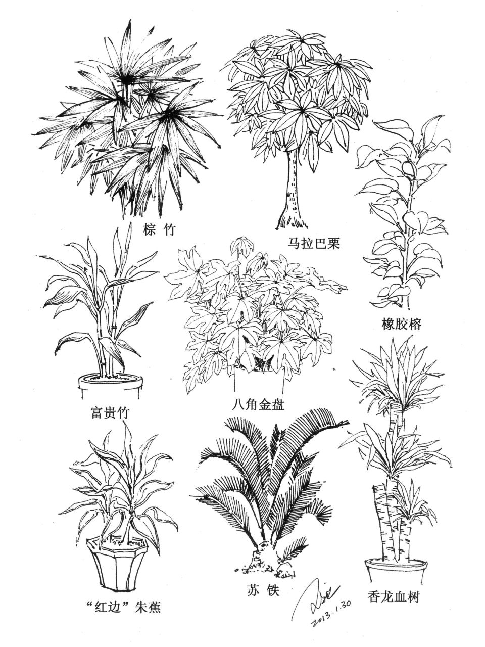 我的300张钢笔手绘之381至384室内植物陈设