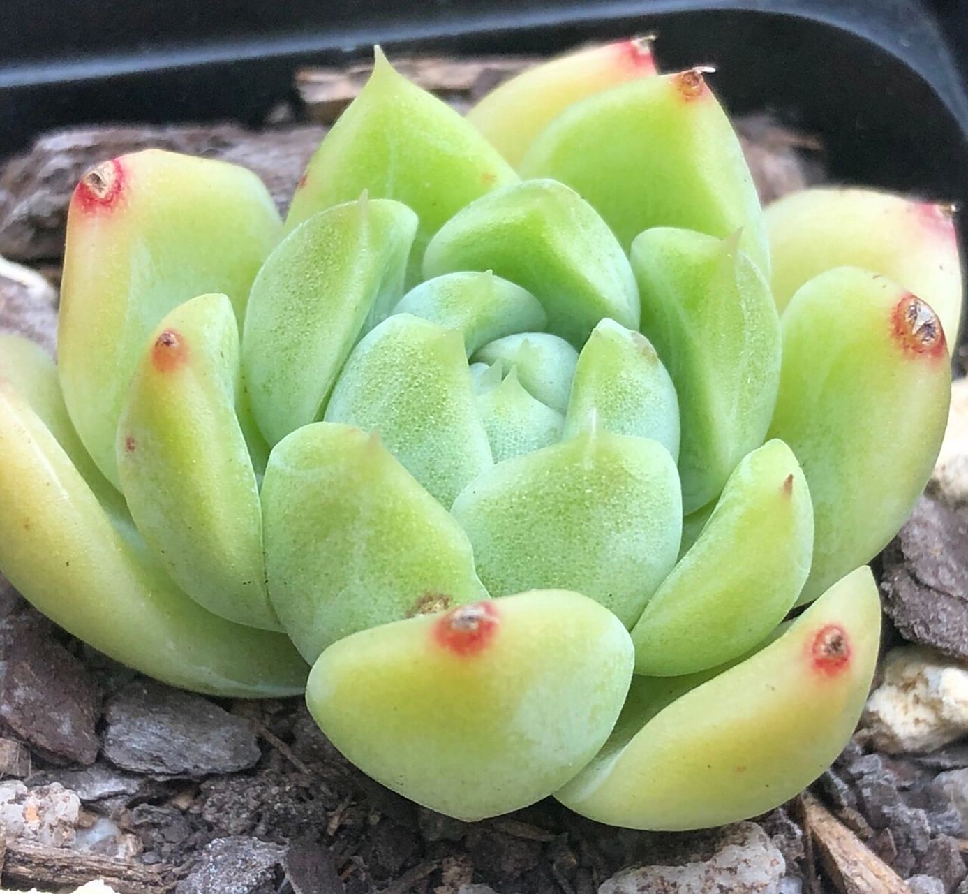 100颗麦杆就有100种不同的美06 多肉的魅力可能往往展现在个体的