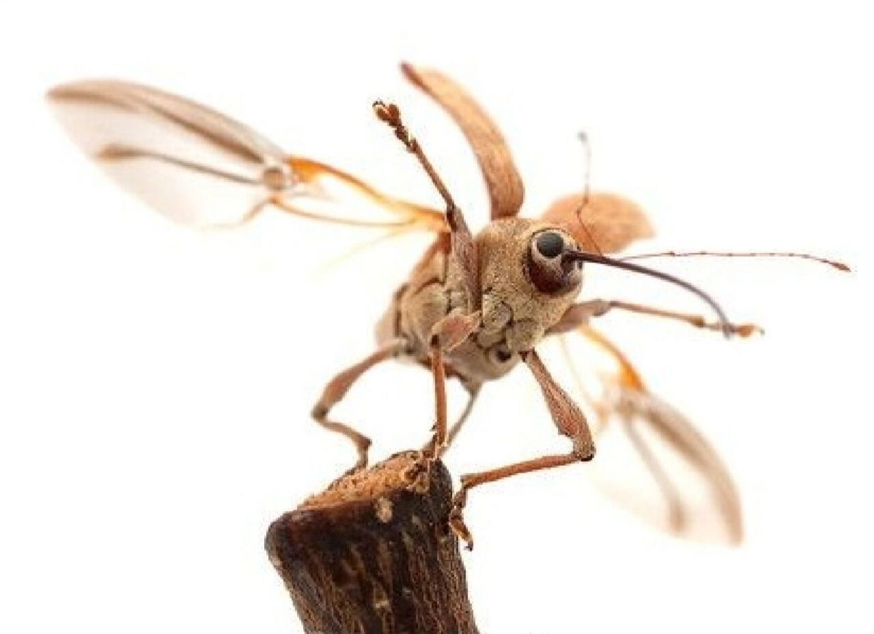 象鼻虫 大自然昆虫 象鼻虫elaeidobius kamerunicus 鞘翅目昆虫中最大