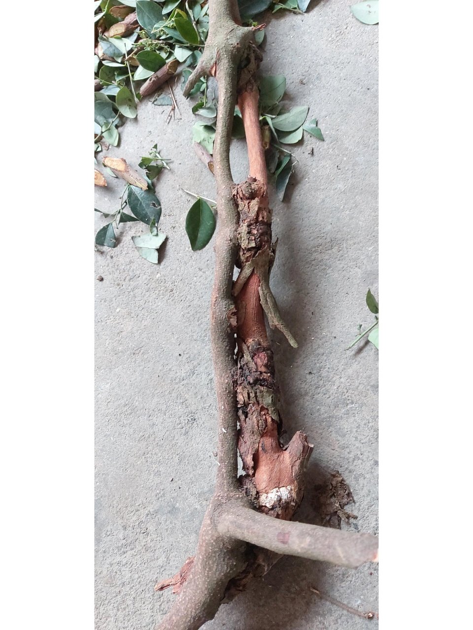 黄牛木寄生(35)本土原生中草药材