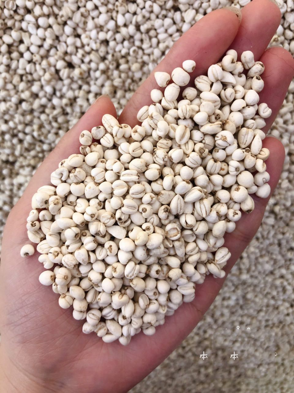 川贝,平贝,浙贝～傻傻分不清楚 野生川贝:功效止咳,久咳,润肺,作用于