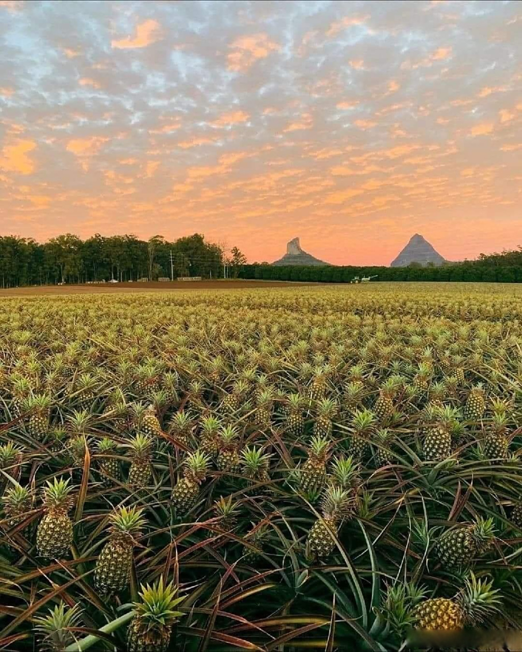 菠萝农场