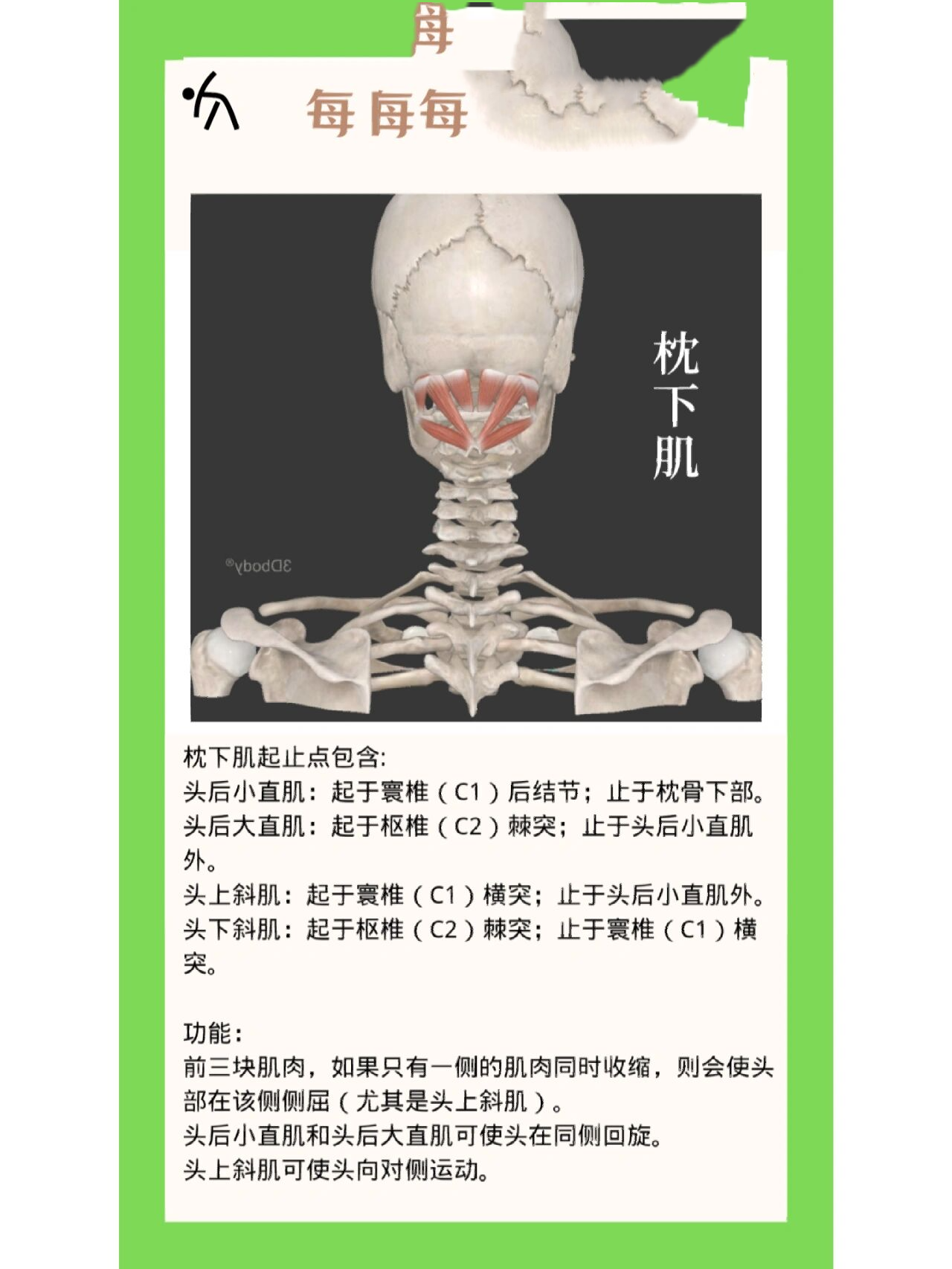 头后大直肌:起于枢椎(c2)棘突;止于头后小直肌外.
