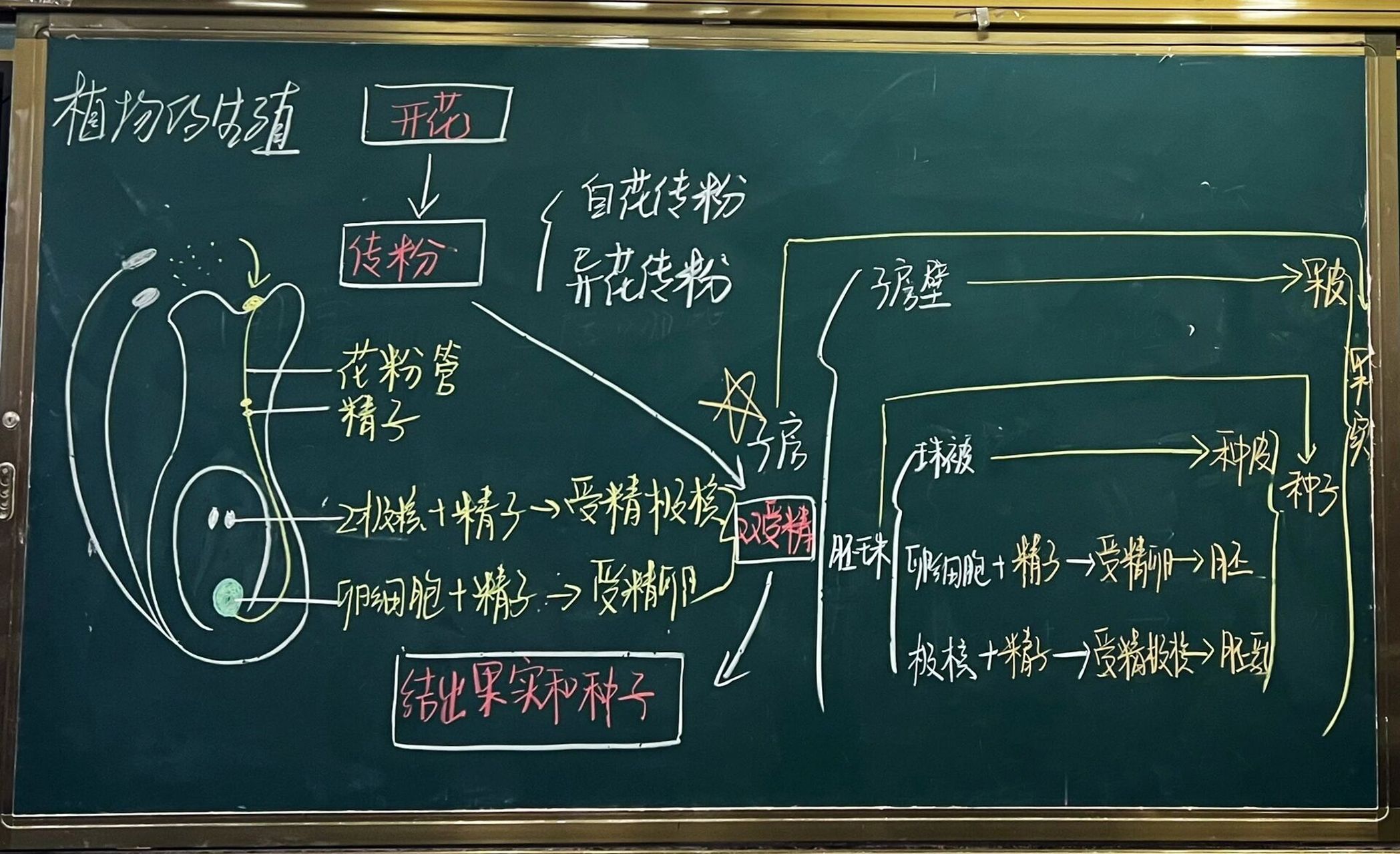苏科版八上生物—《植物的生殖》第一课时板书 本节内容主要为植物