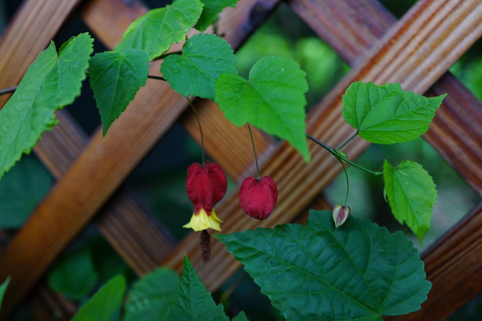 红萼茼麻|蔓性风铃花 一朵风铃绿叶间,红心吐金露芳颜.
