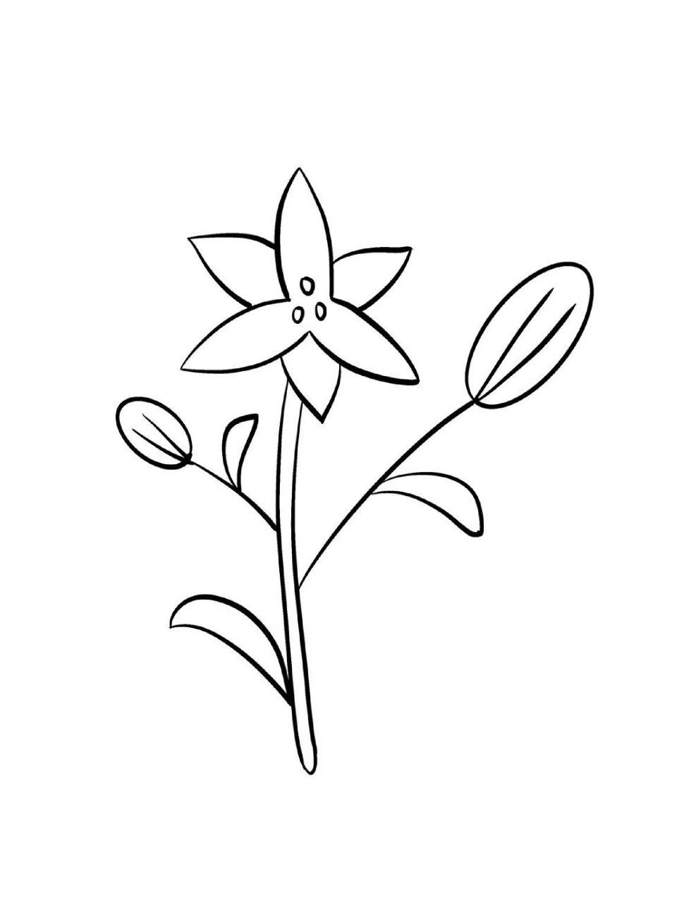 【植物篇】-百合花
