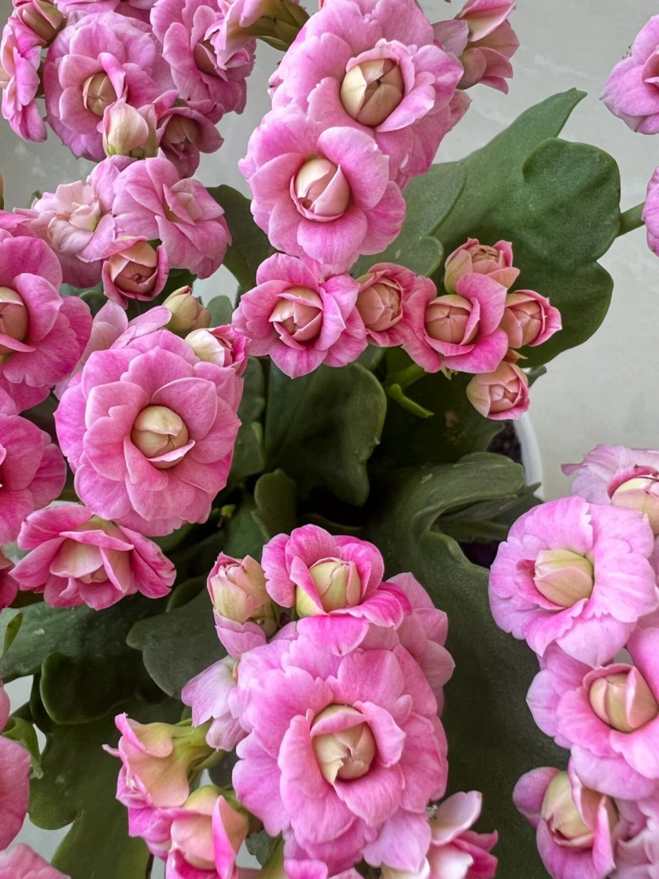 长寿花必入的巴黎系列重瓣大花品种——粉巴黎 长寿花 | 巴黎系列