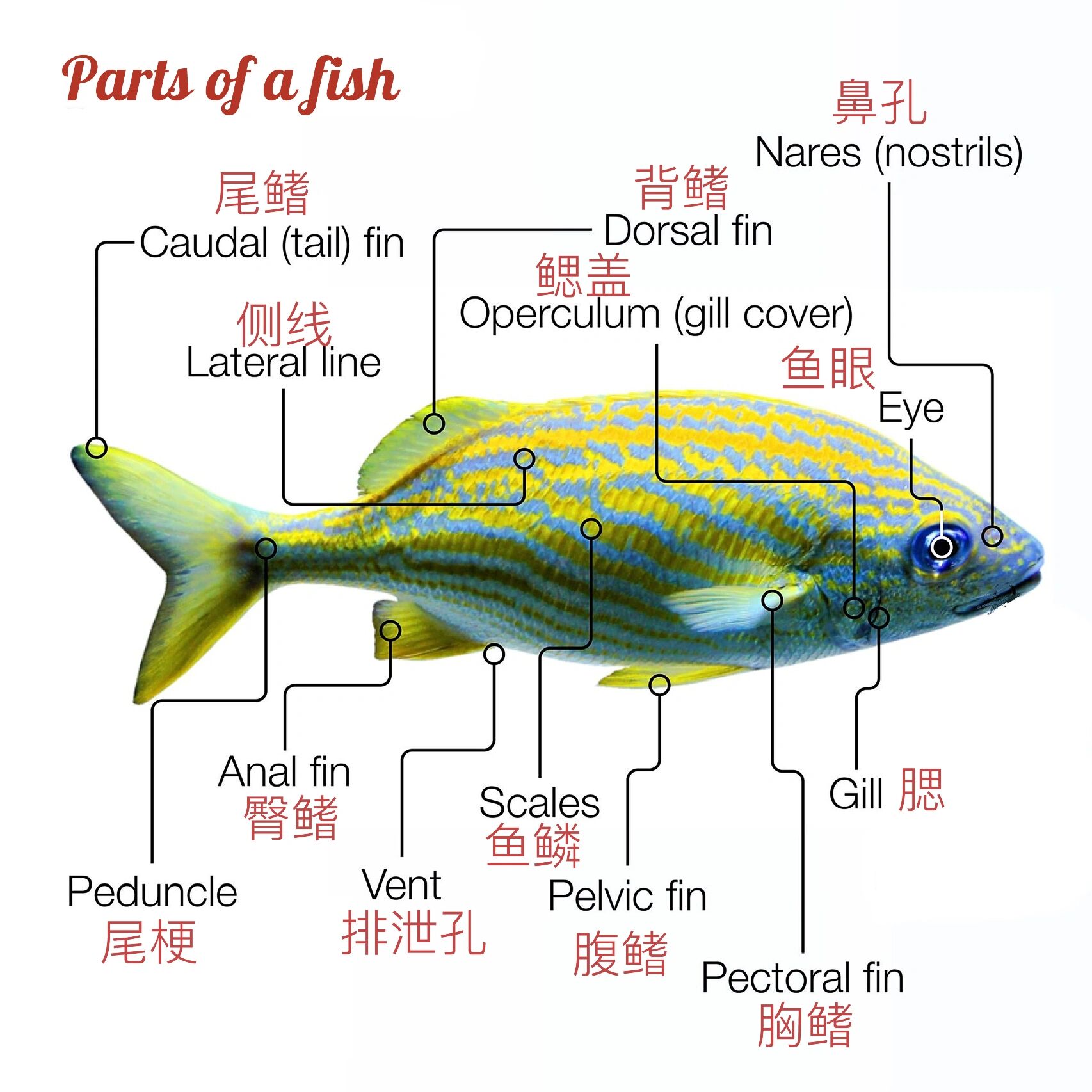 一条鱼🐟的组成部分