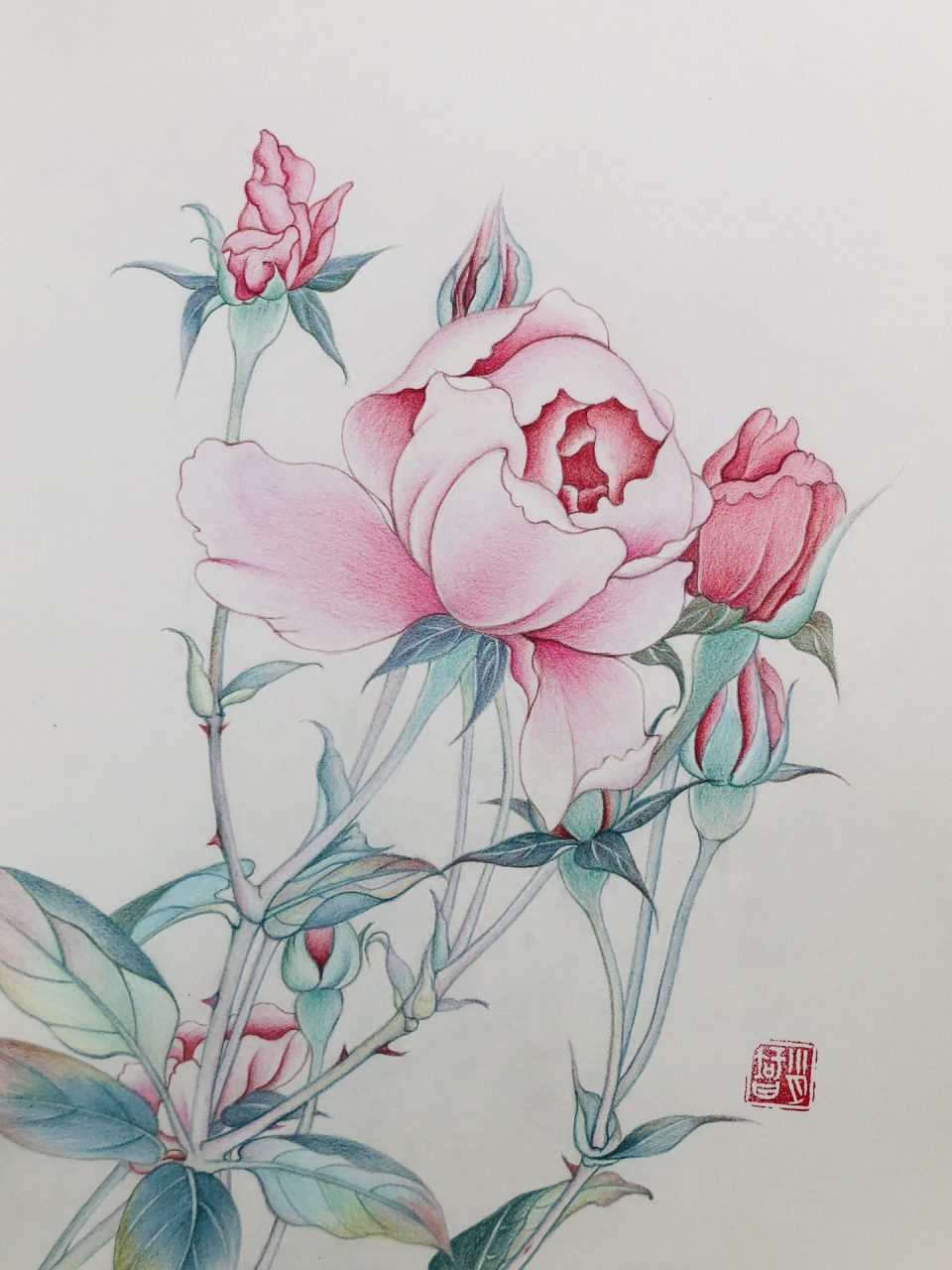 我的彩铅画302 97编号575(临于北京樱花园)《粉色月季》.