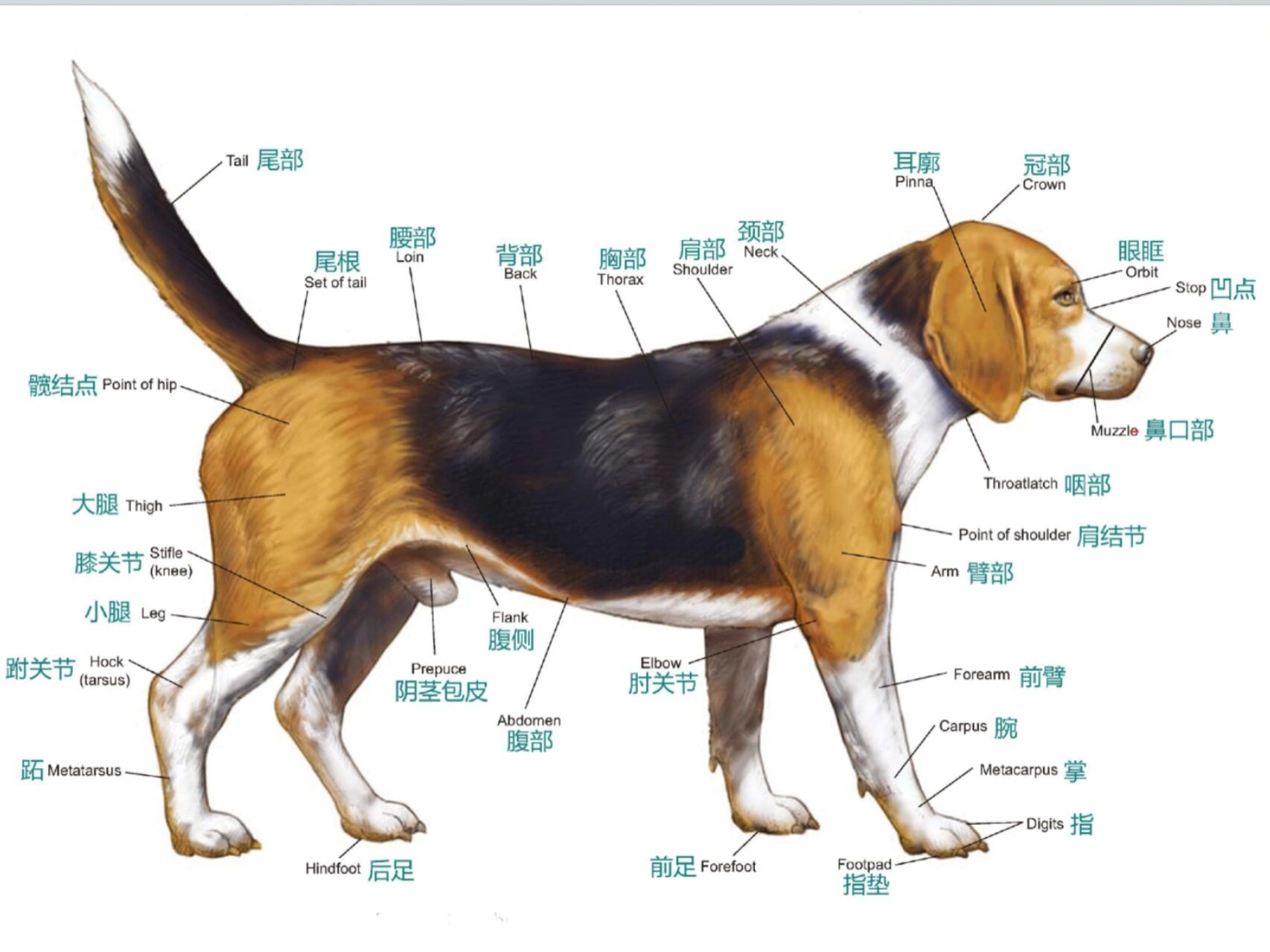 犬的全身骨骼图和名称图片