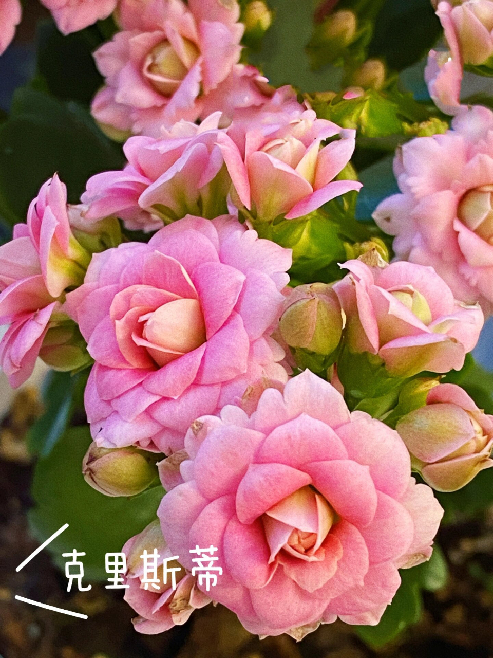 长寿花亚里希克斯图片