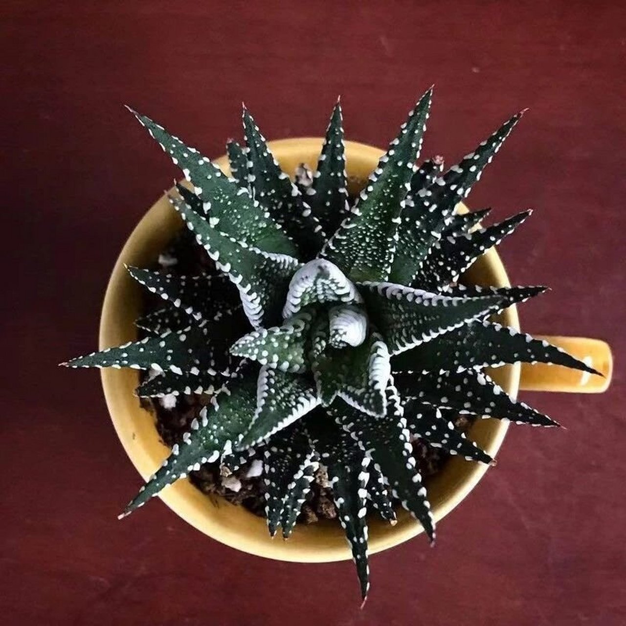 名称:条纹十二卷 别名:条纹蛇尾兰,锦鸡尾,十二卷 分类:芦荟科十二卷