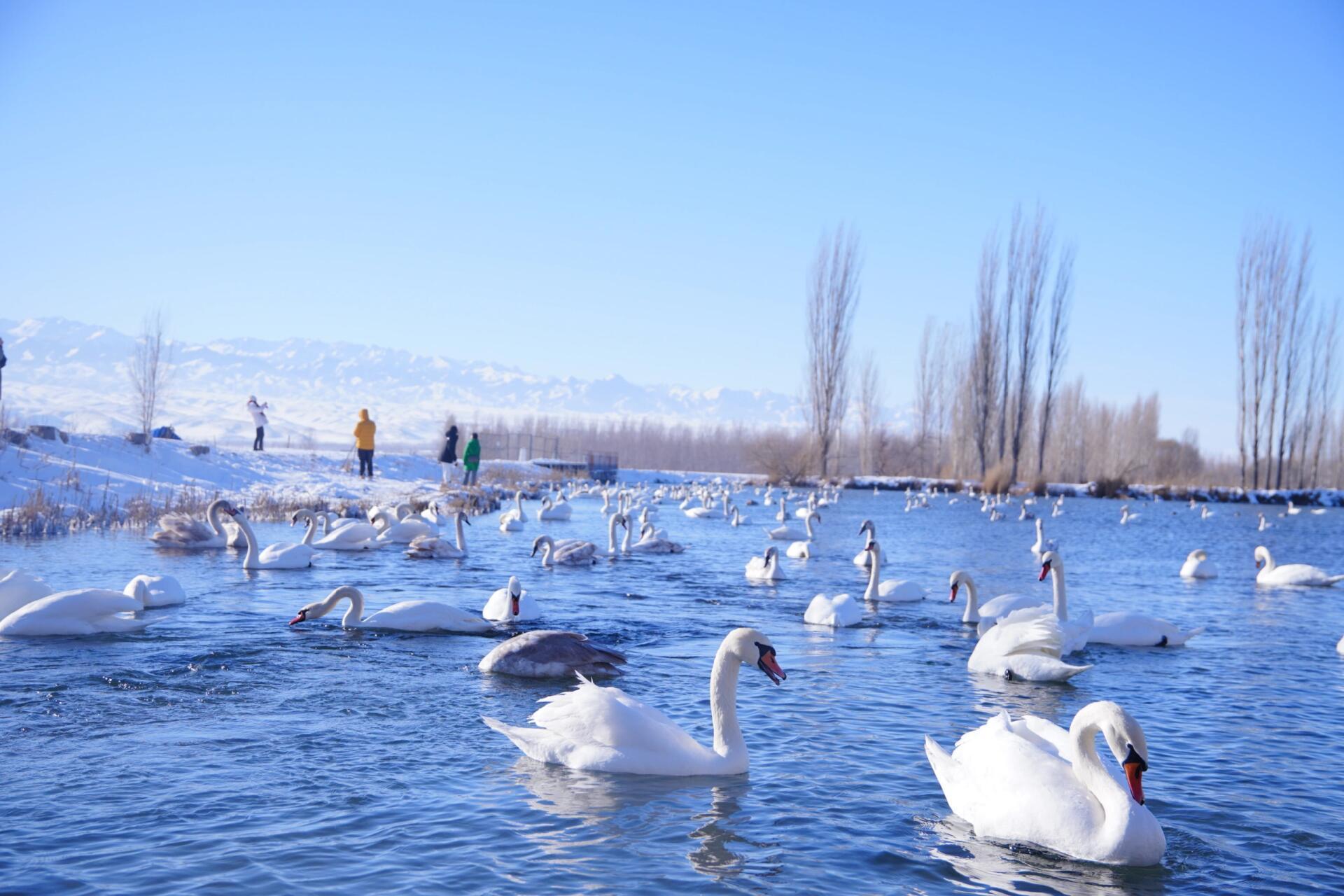 🎈去伊犁天鹅泉一定要先看这份避雷攻略 伊宁天鹅泉湿地公园:雾凇与