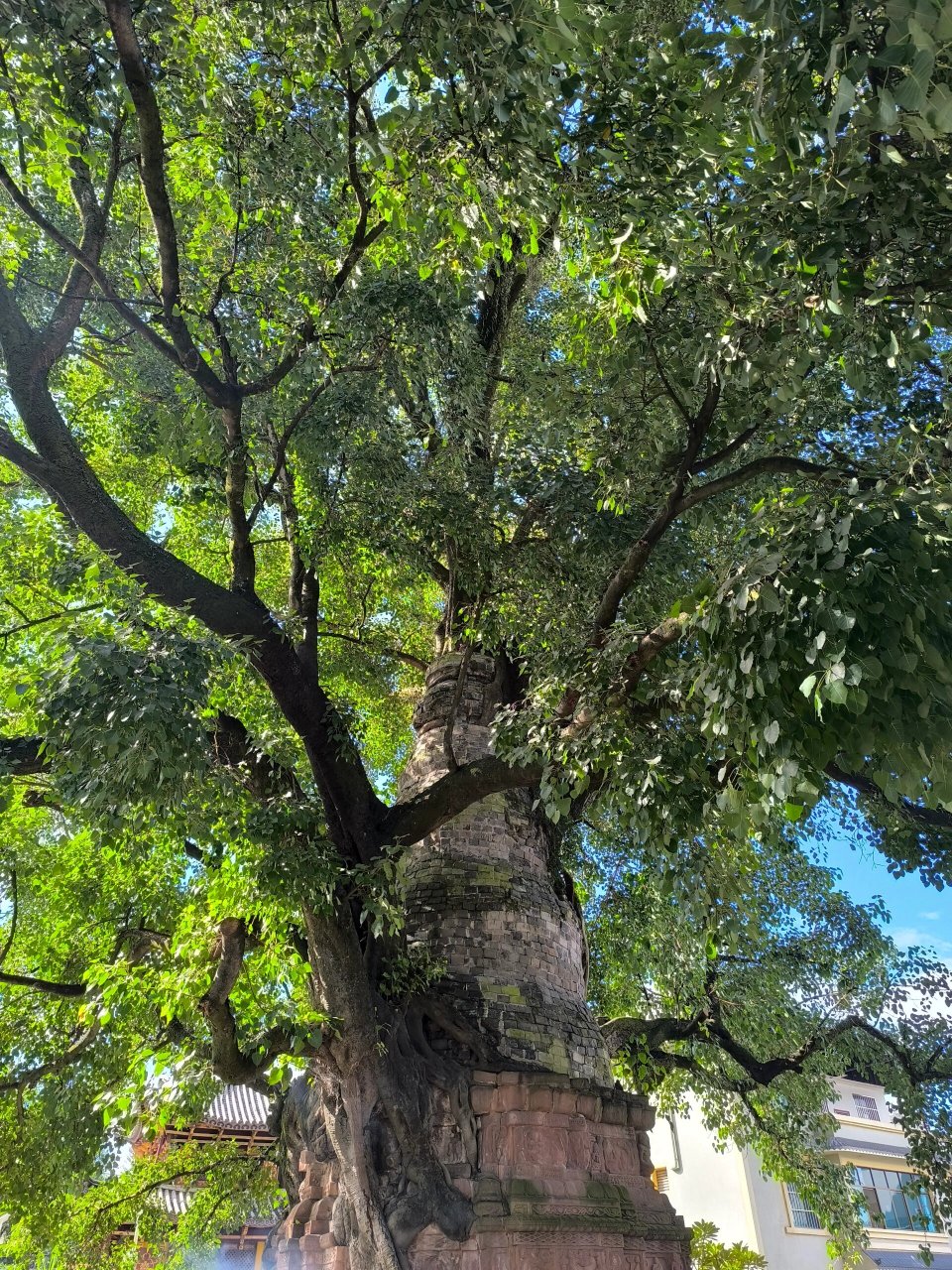 云南普洱景谷 99 树包塔·塔包树99 ——景谷 67