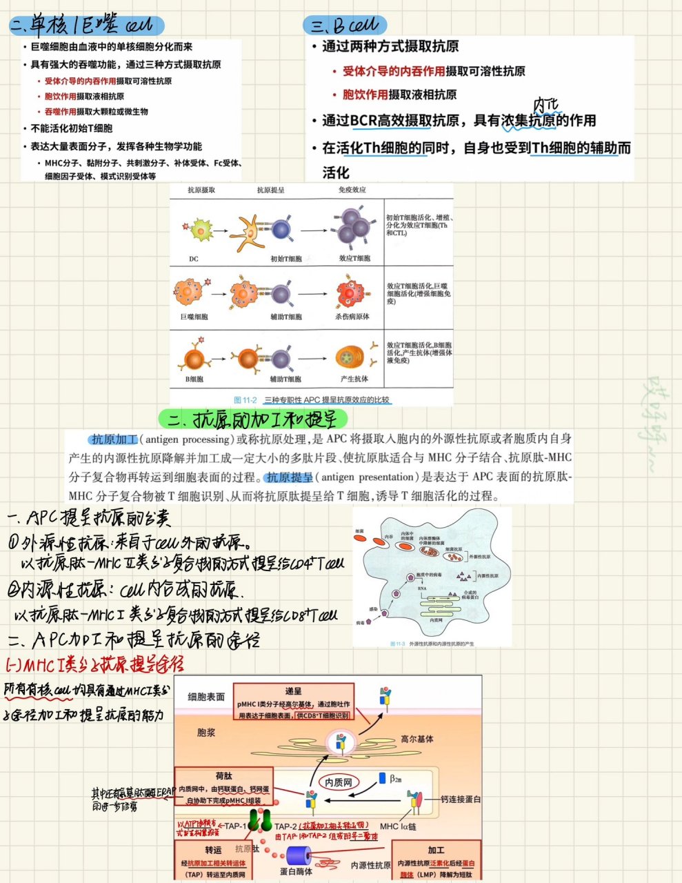 免疫学-抗原提呈细胞与抗原的加工及提呈