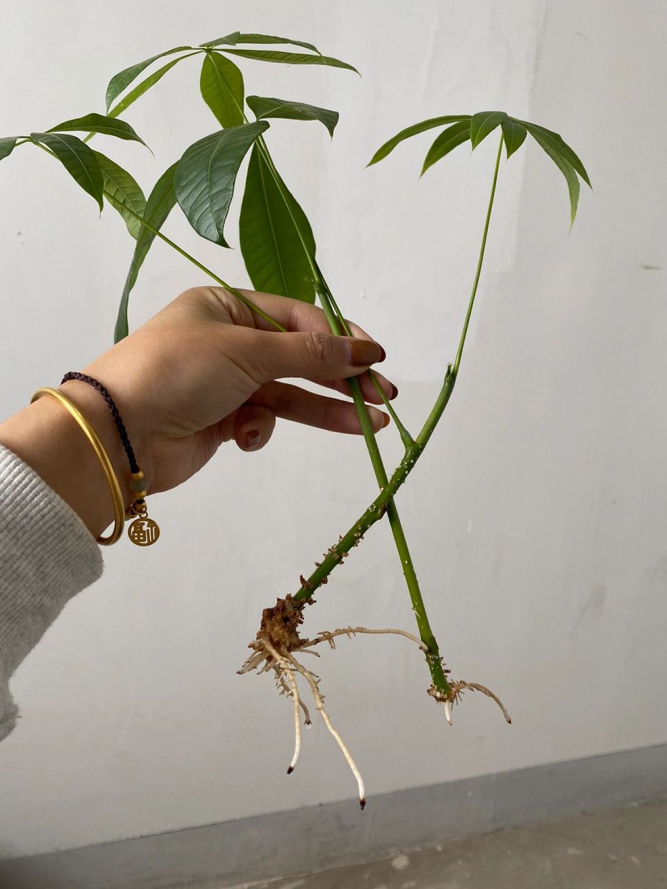 发财树扦插 剪了细枝条 粗枝条 小枝条 水里放入生根粉使其生根后栽入