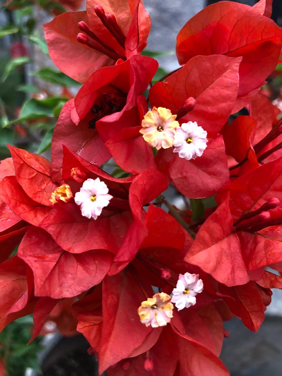 三角梅:热火桑巴 热火桑巴的花期在炎热的夏季,单朵花的花期长,花萼是