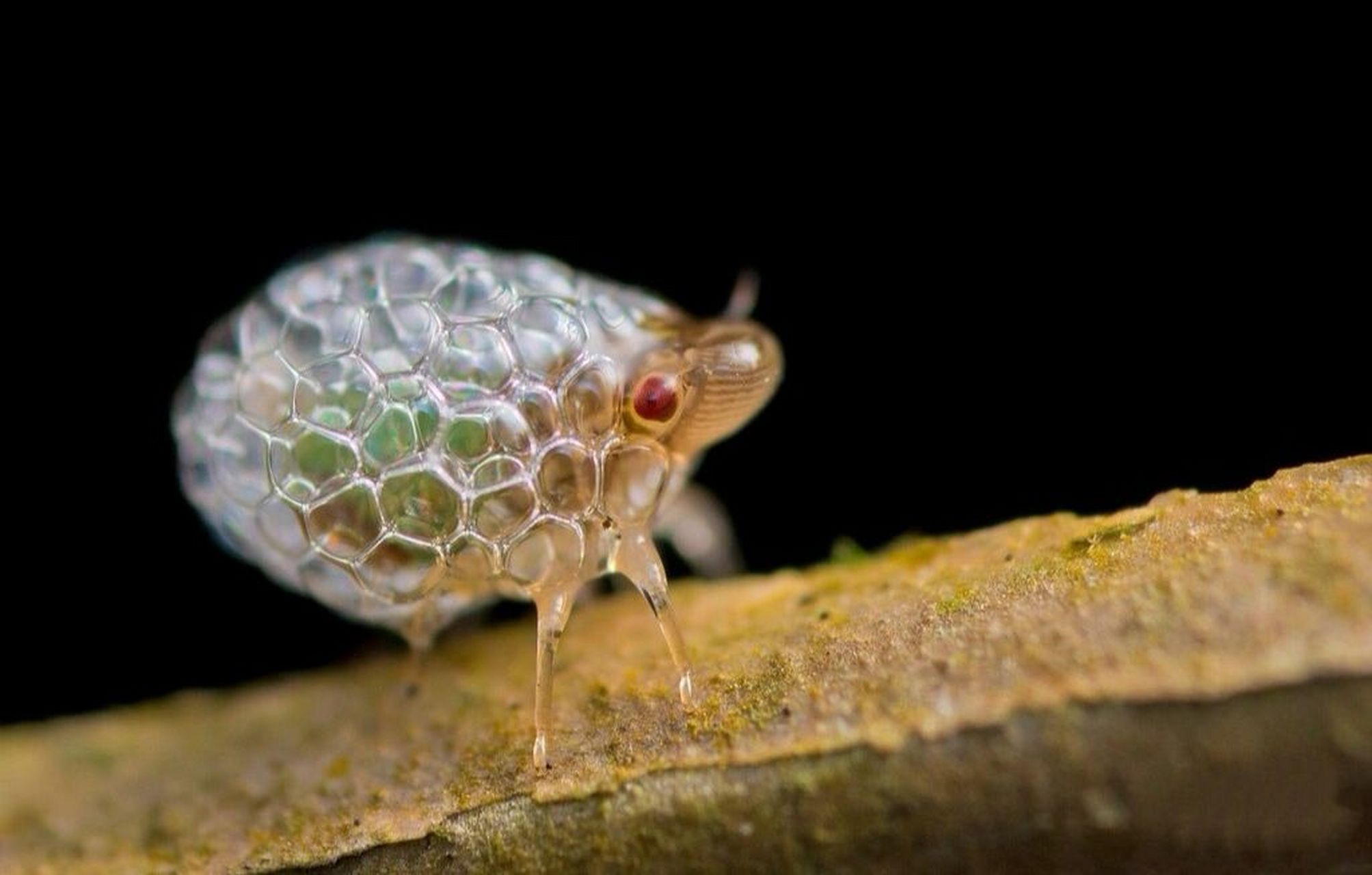 昆虫纲 半翅目同翅亚目 颈喙类 沫蝉总科. 种类