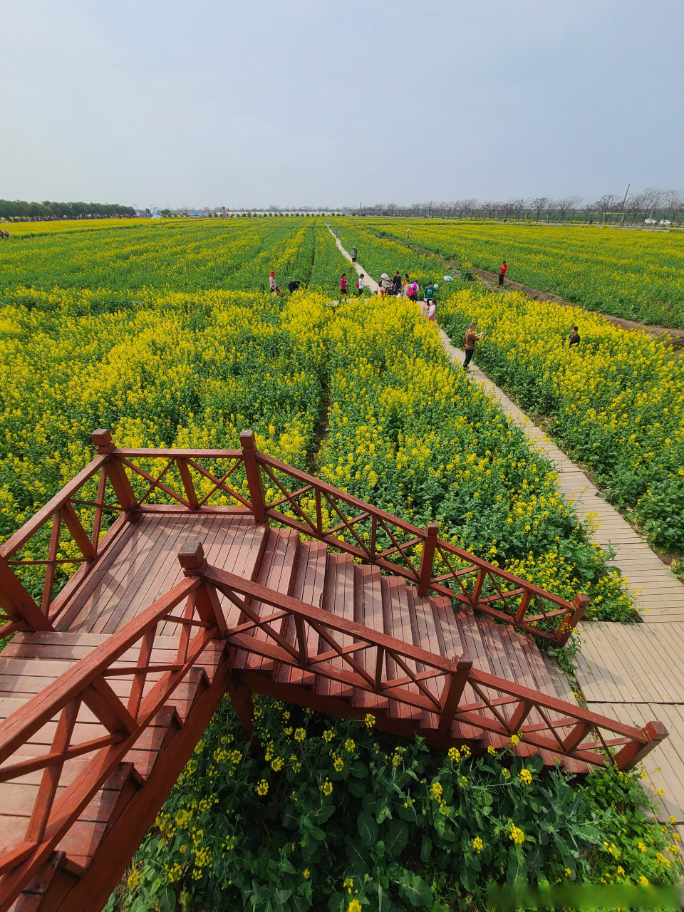 蔡甸区消泗乡油菜花图片