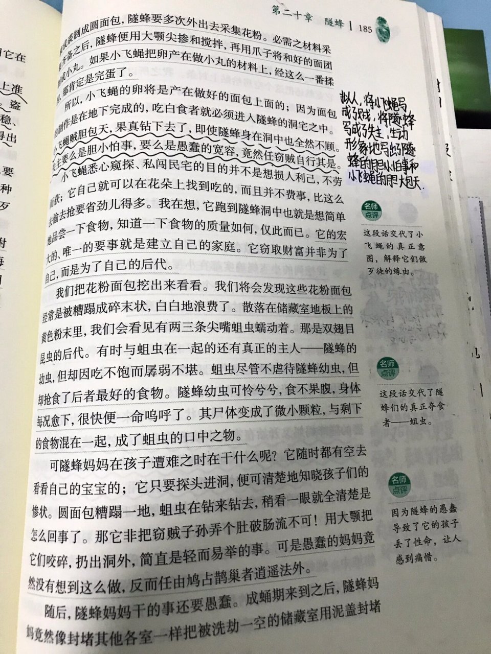 昆虫记隧蜂批注图片图片