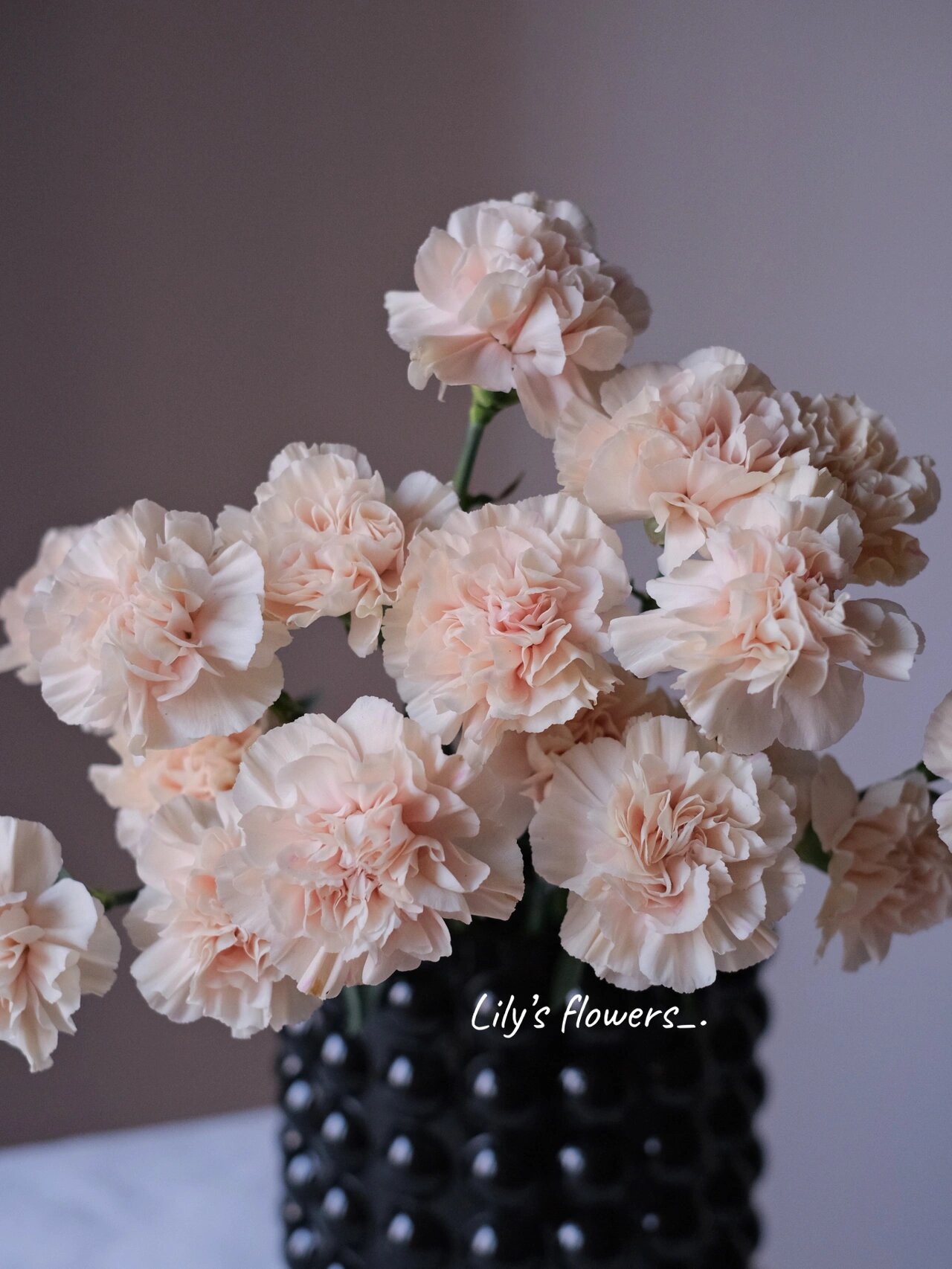 【格拉齐亚/初吻】康乃馨 第三次养 终于get到它的颜值 啊啊啊啊!