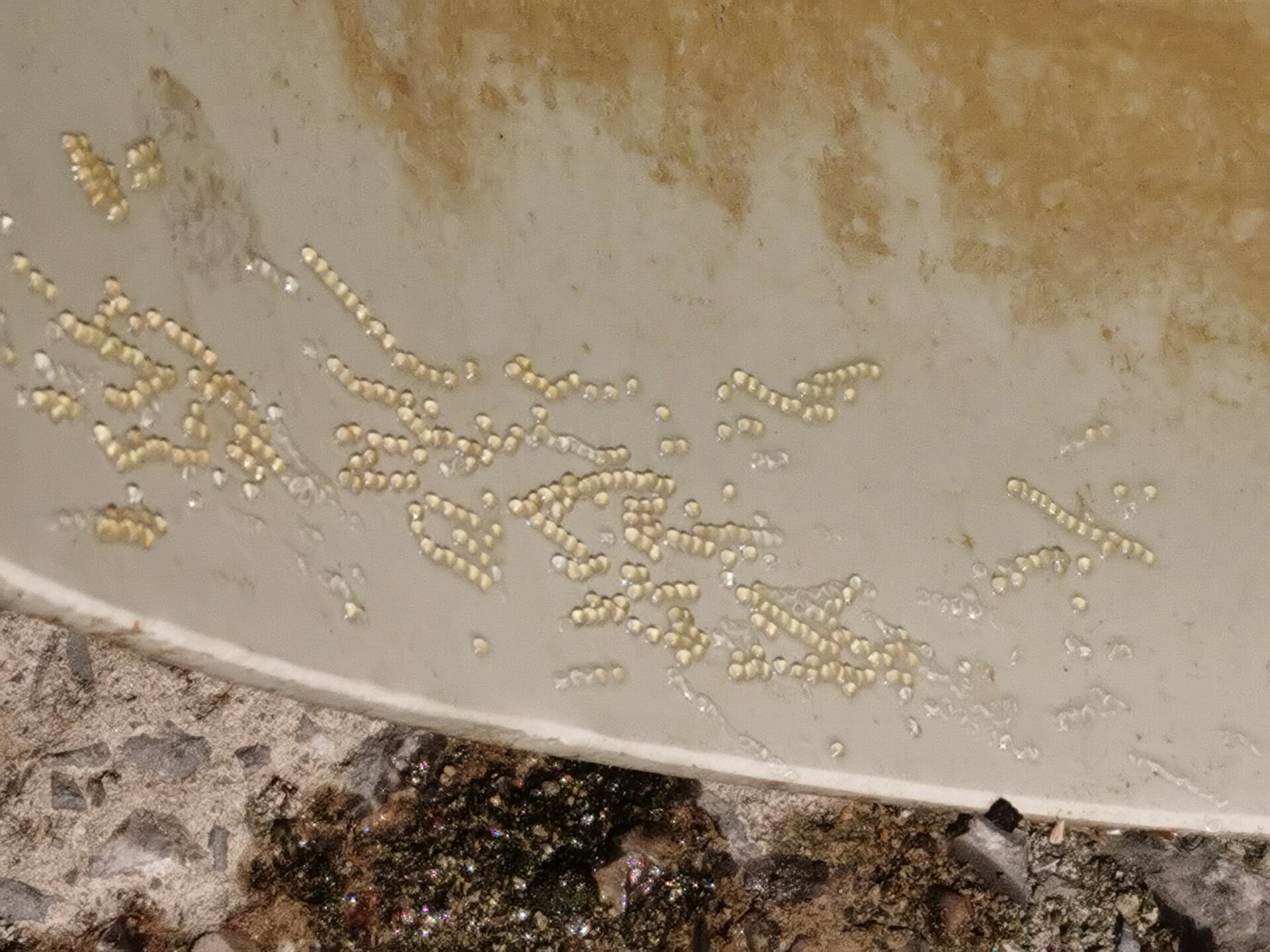 淡水鱼 | 这就是鱼卵吗?