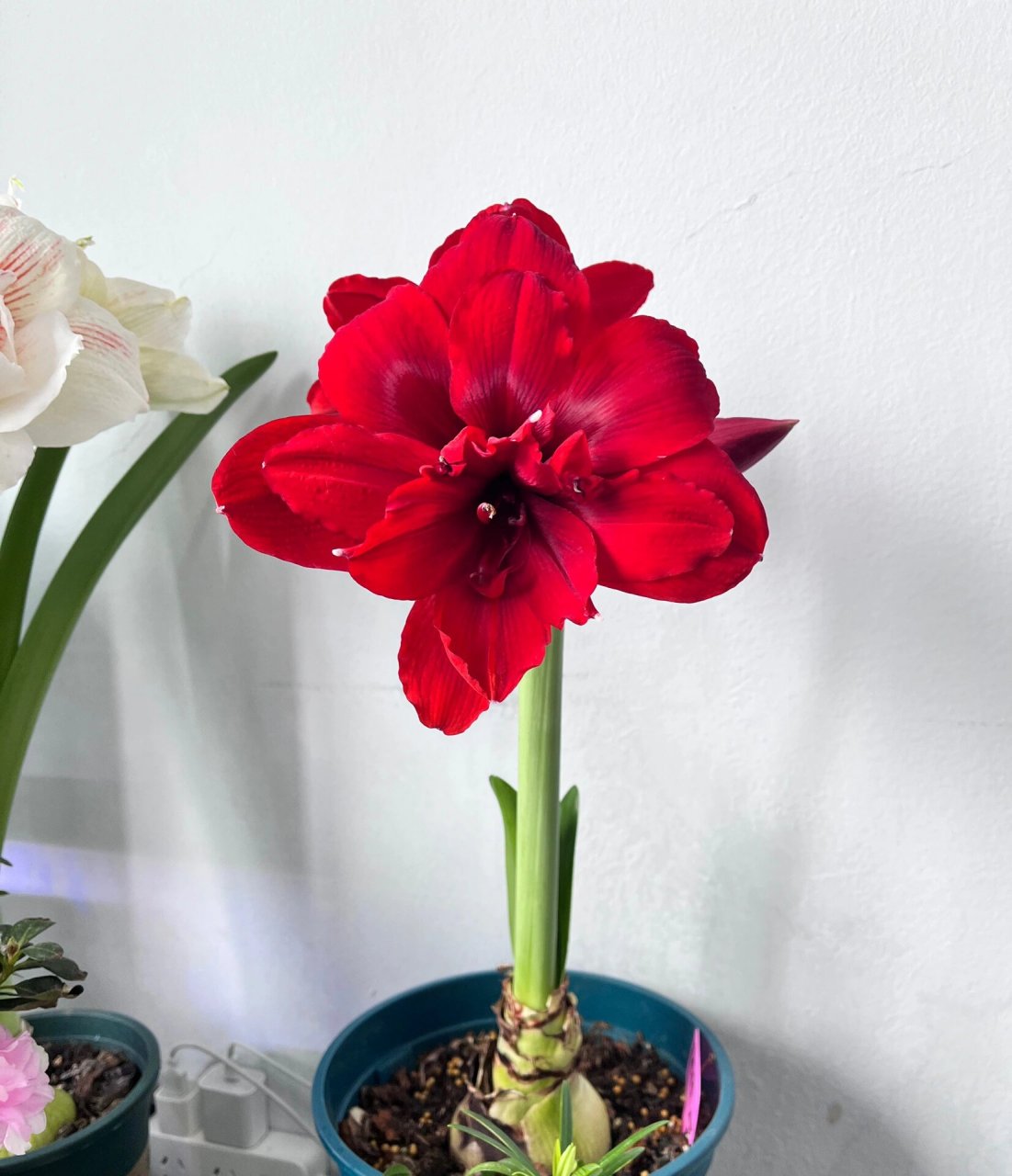 朱顶红迪卡女王 迪卡女王,丝绒质感,黑红色,黑又亮的感觉,自带高贵感