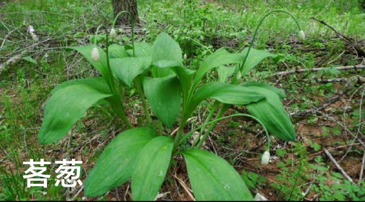 吉林省野菜——茖葱  藜芦有毒!