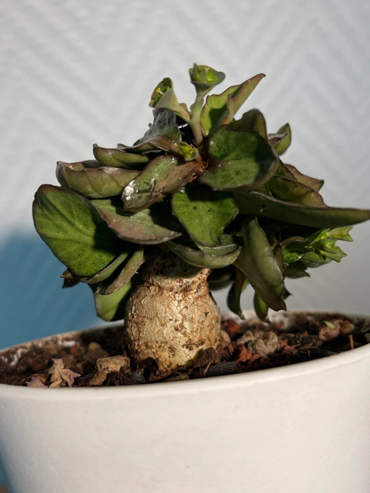 彩叶麒麟—根茎 彩叶麒麟是一种块根型植物,它的根茎和叶子都有着各种