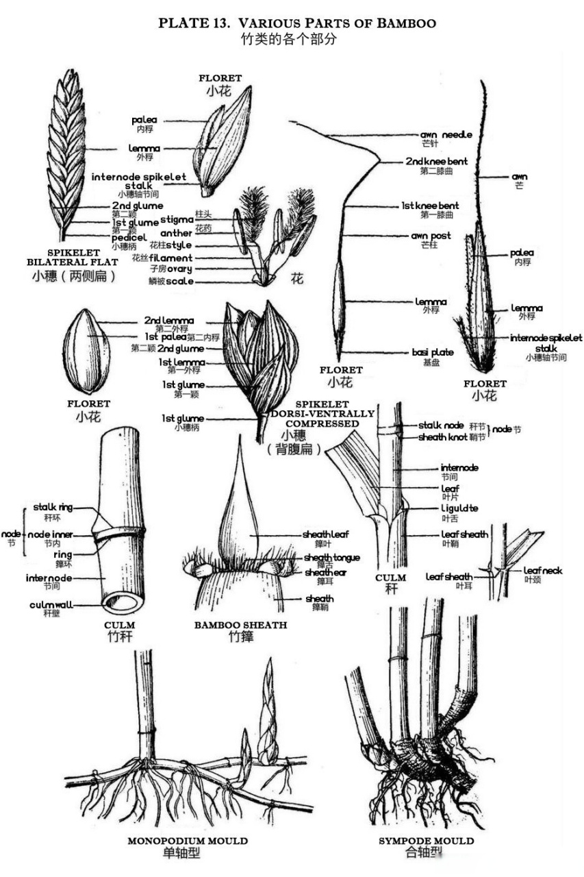 各种竹子名称图片大全图片