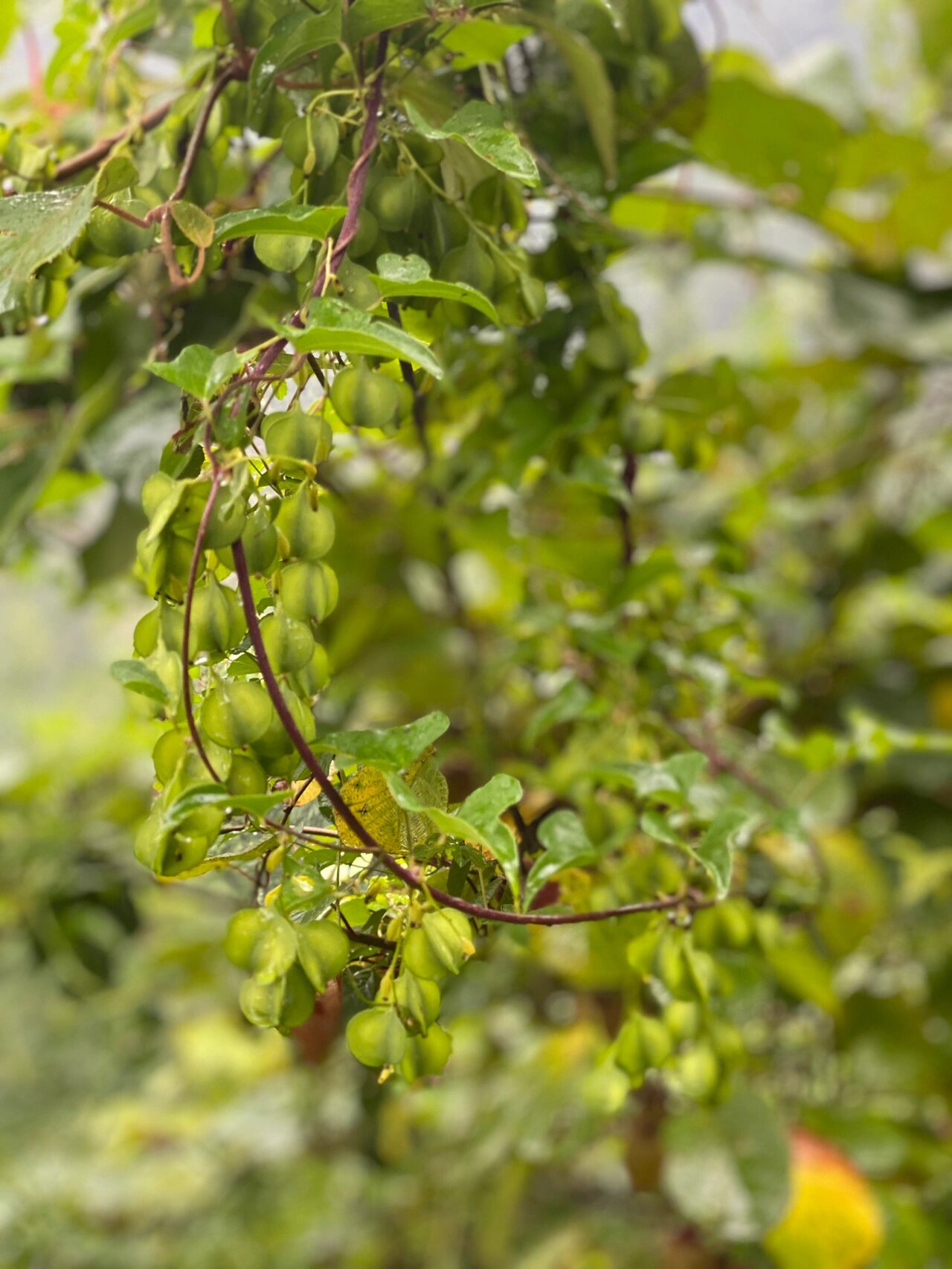 风车车-野生山药