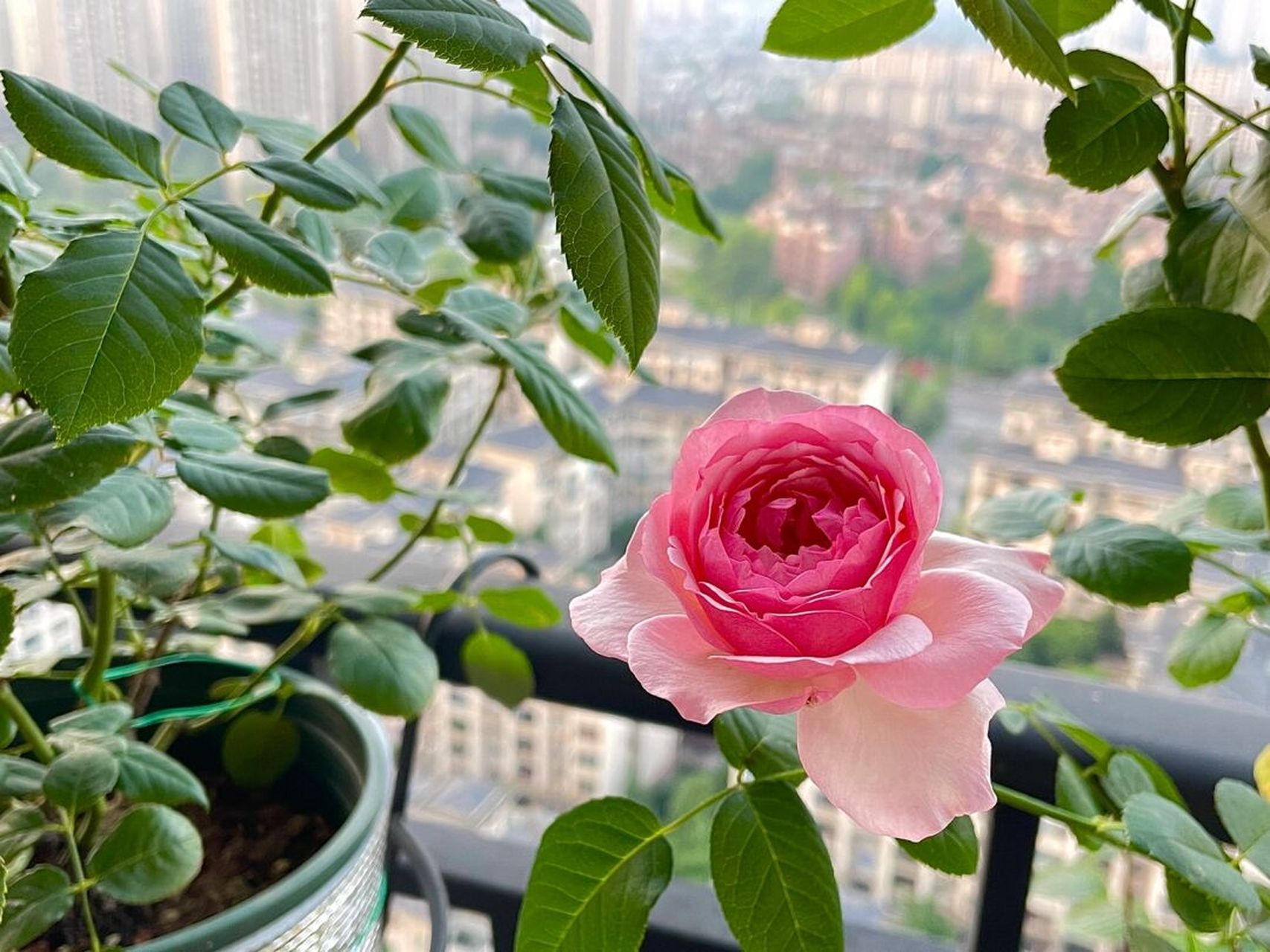 重庆阳台月季之新浅樱桃 花型花色都非常完美 夏花一日散 没什么香味