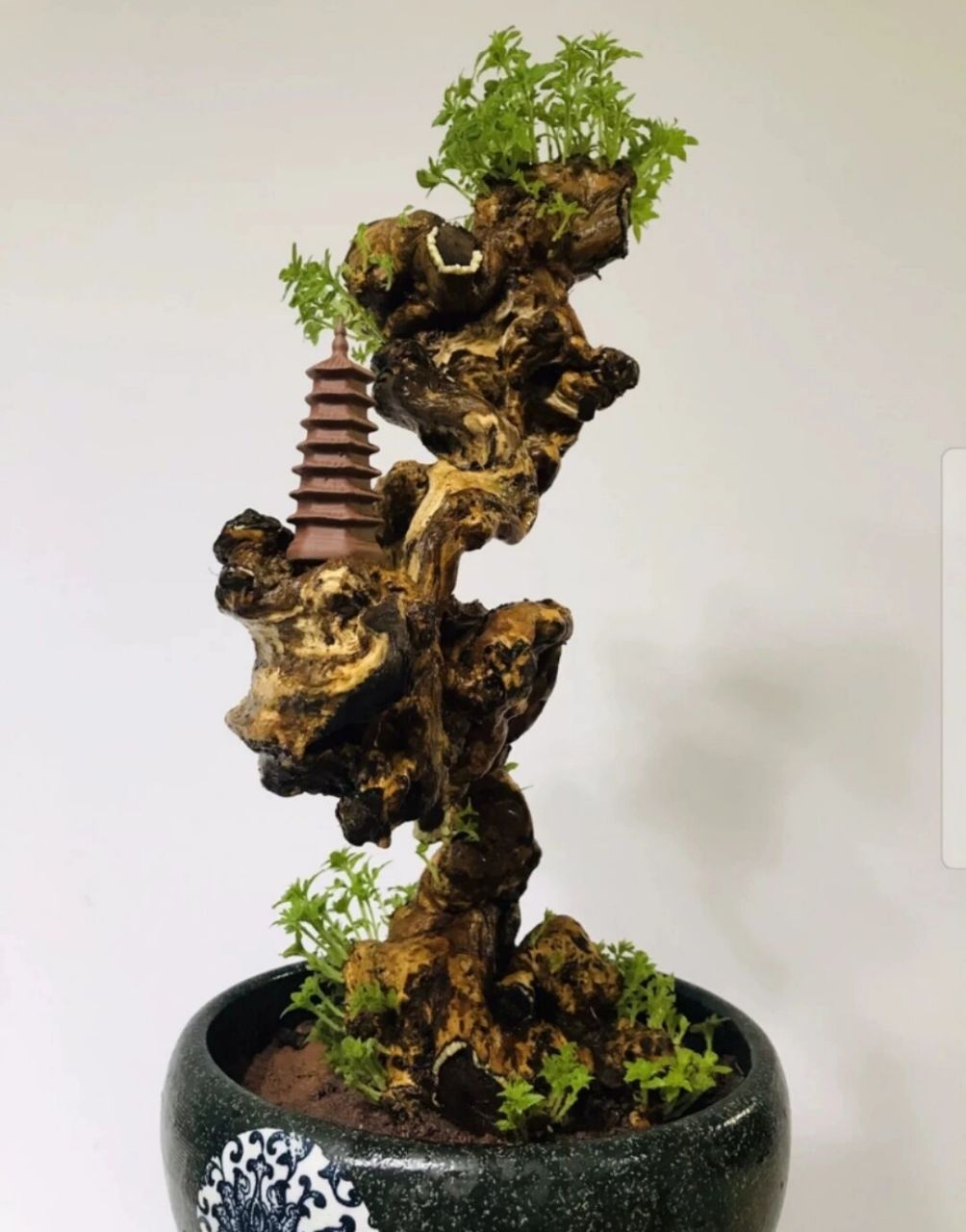 黄荆 黄荆盆景舍利镂空碳化老桩,尺寸大小见图,高度51厘米盆土上,根盘