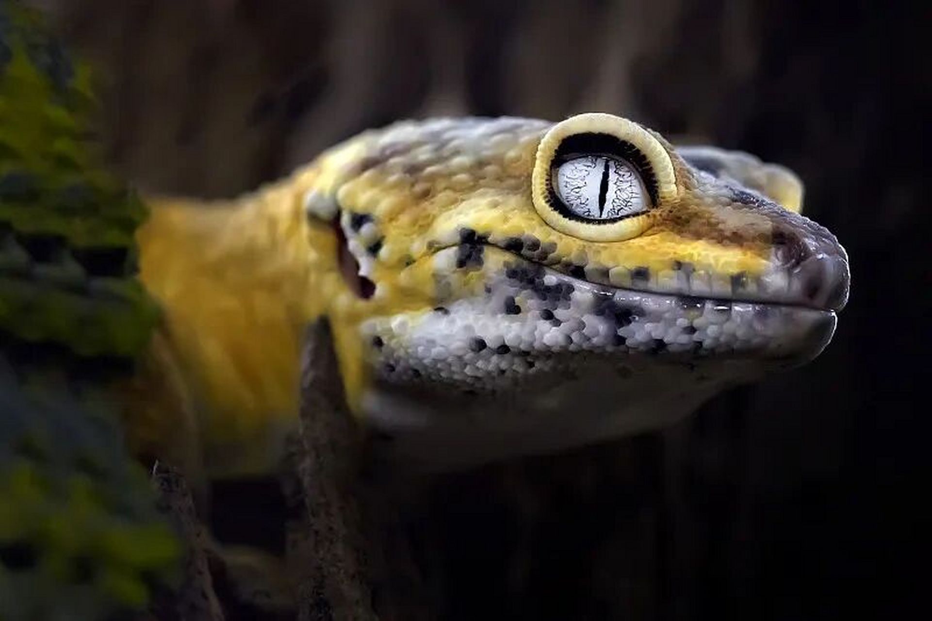 守宫基因品系特征分享 1,normal普通,最原始的野生豹纹守宫 2,high