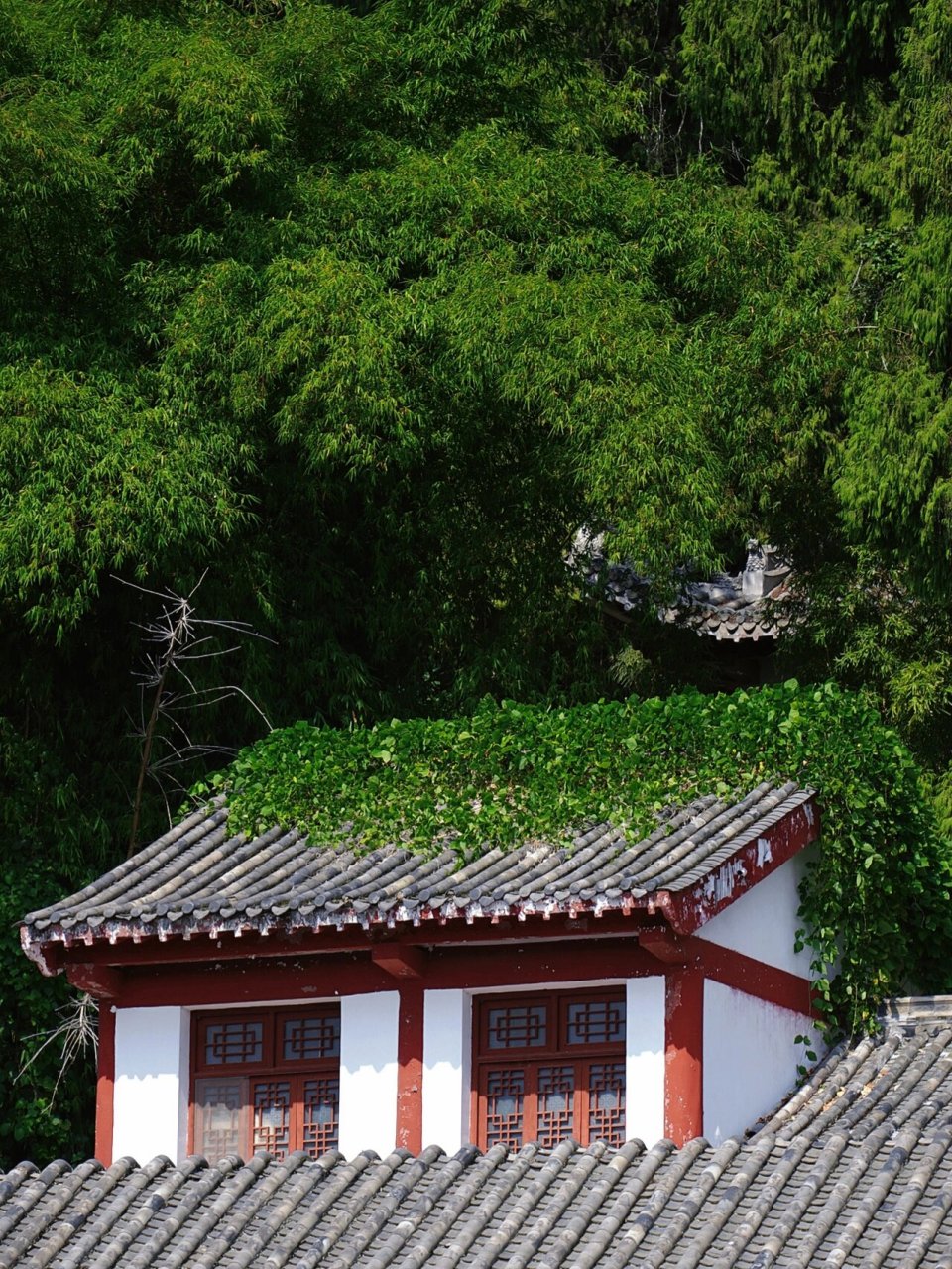 绵阳周边游|七曲大庙山爬山赏秋 一小时车程 已经有落满地的银杏叶了